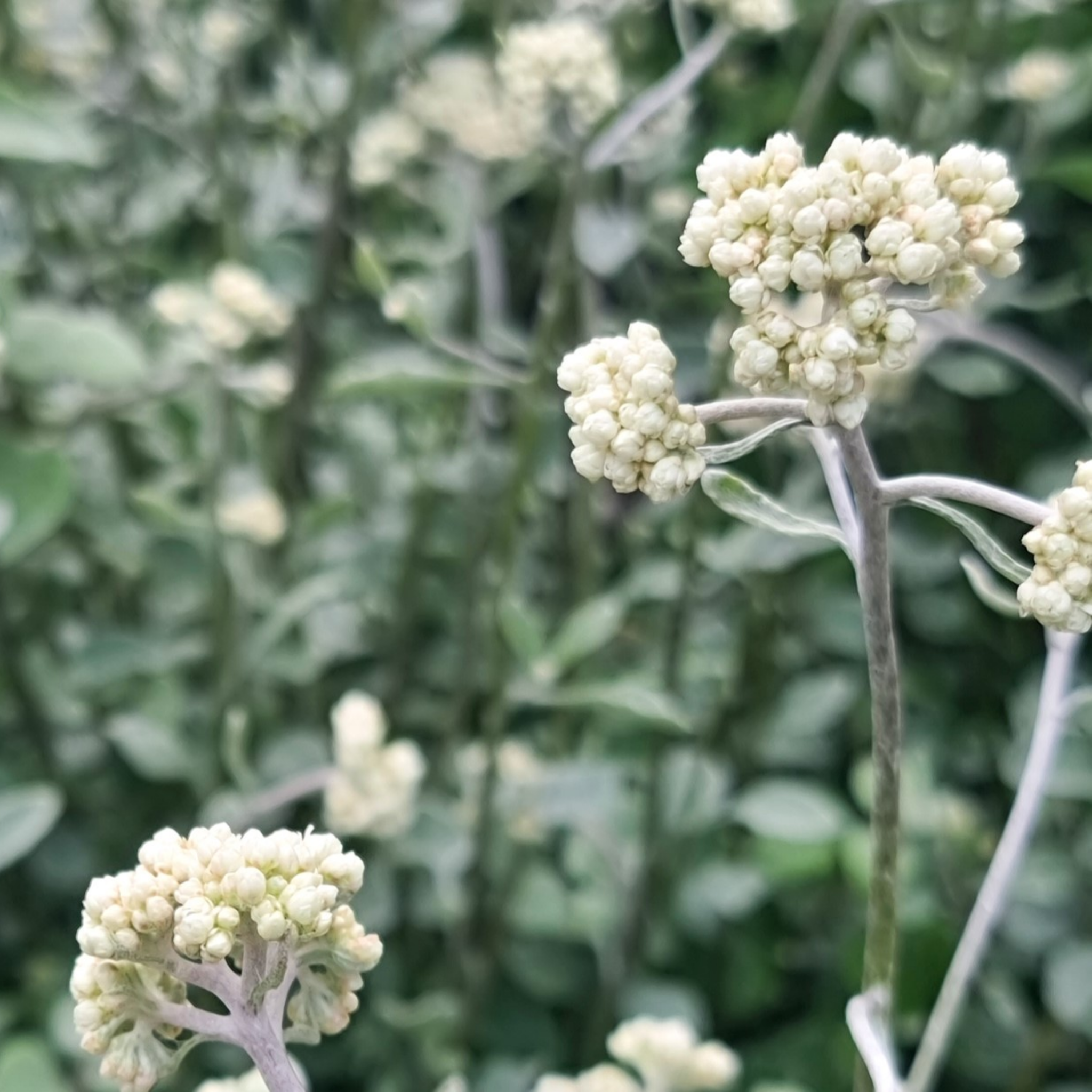 Silver Bush Everlasting Flower - Helichrysum petiolare - Licorice Plant