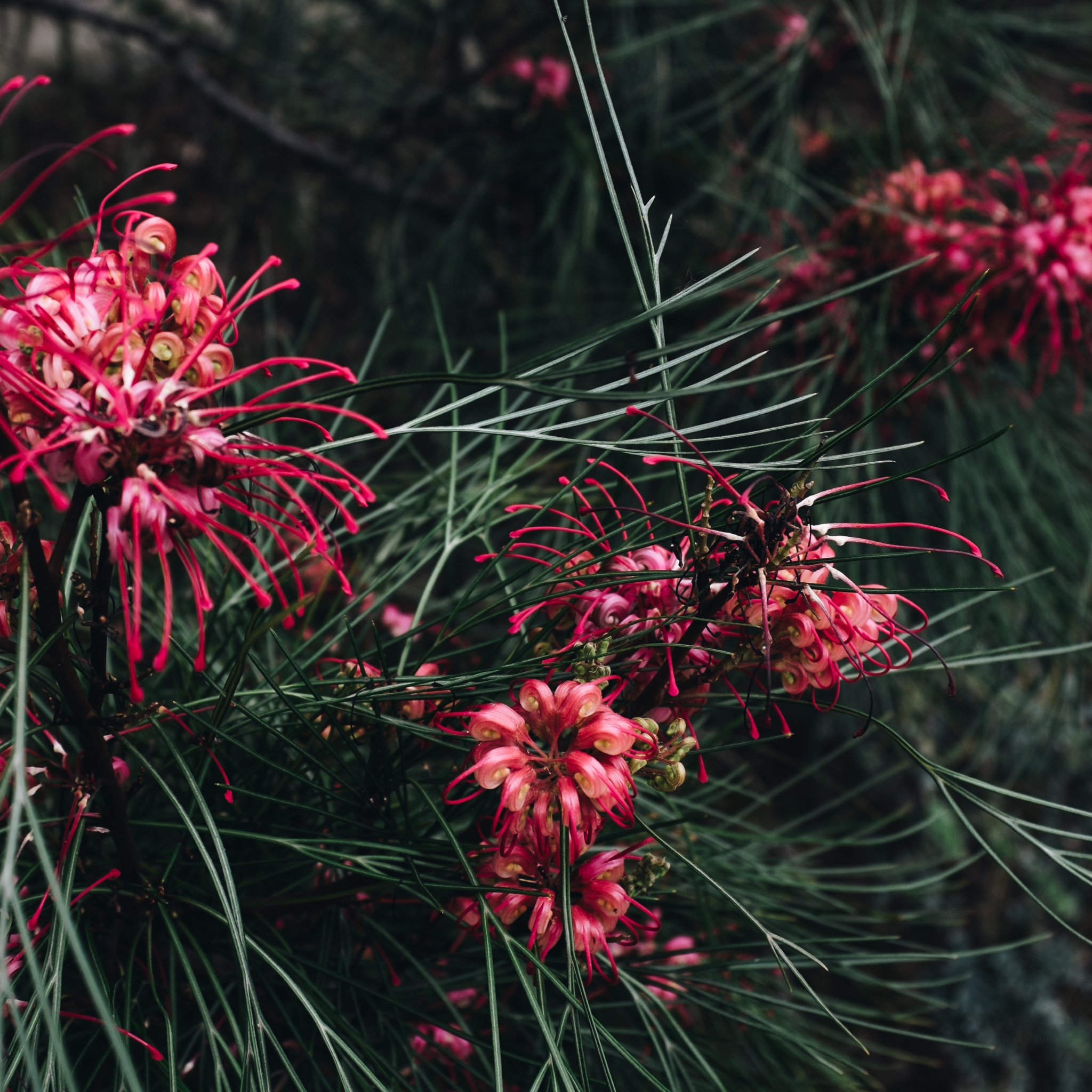 Grevillea 'Winpara Gem' - Grevillea hybrida Winpara Gem