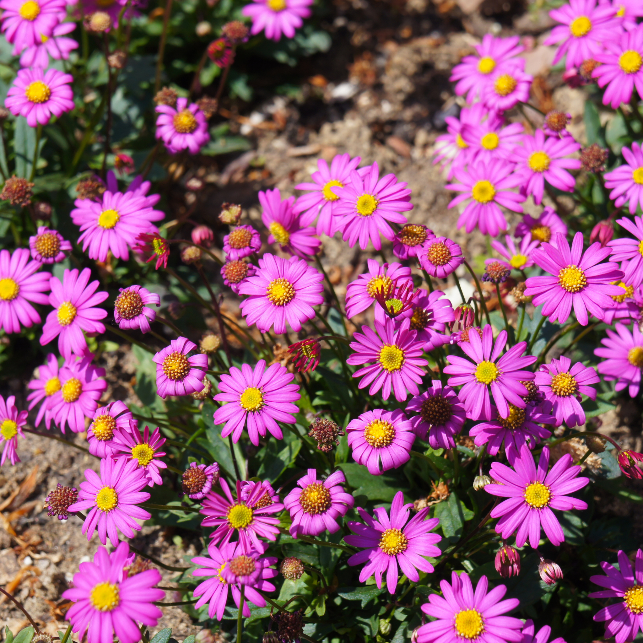 Cut Leaf Daisy Radiant Magenta - Brachyscome hybrida Radiant Magenta