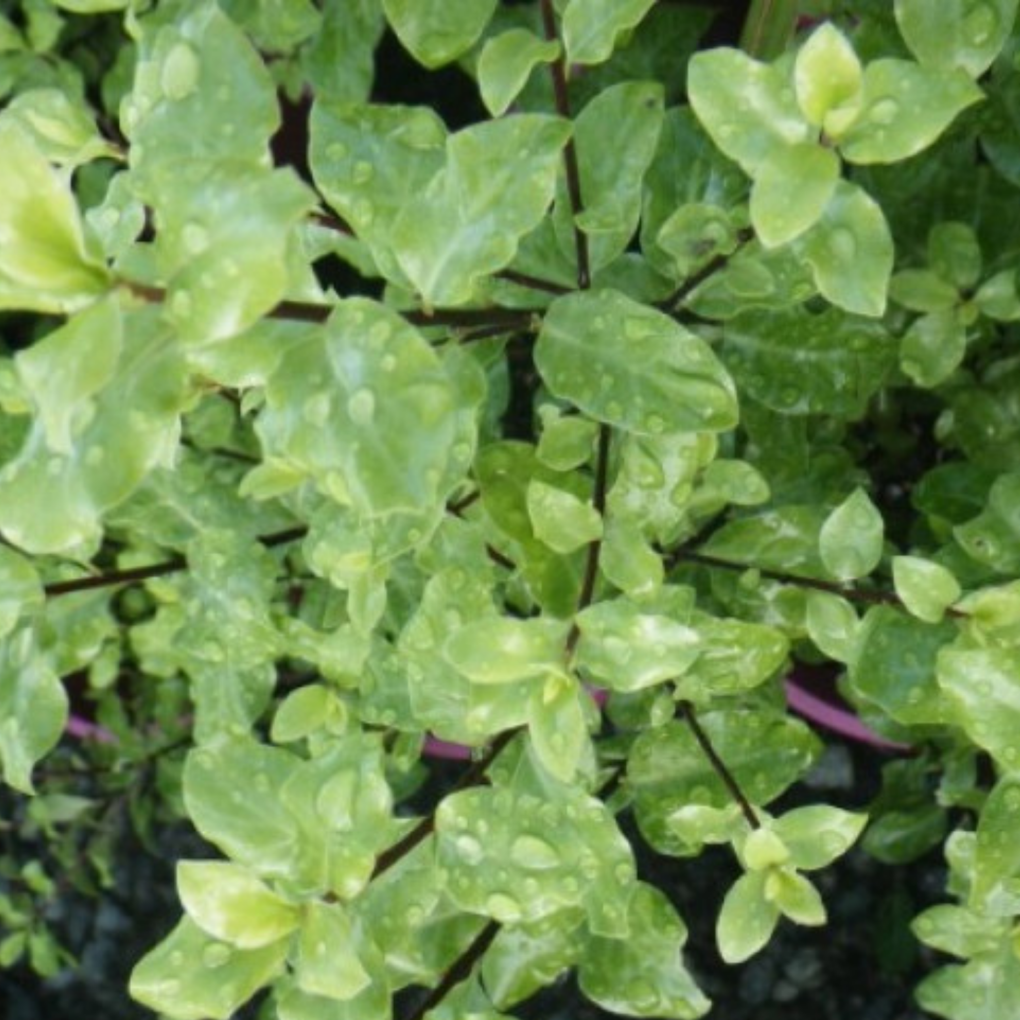 Close-up of green leaves with water droplets on a blurred background