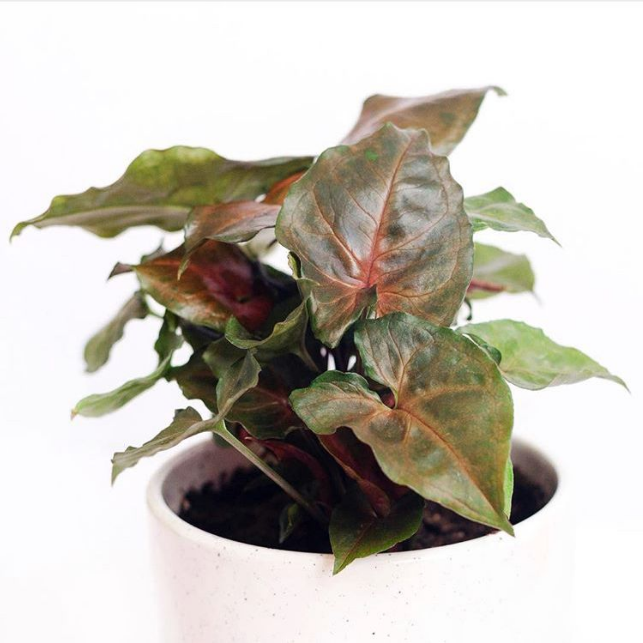 Bronze Syngonium - Syngonium podophyllum ‘Maria’ Arrowhead Plant
