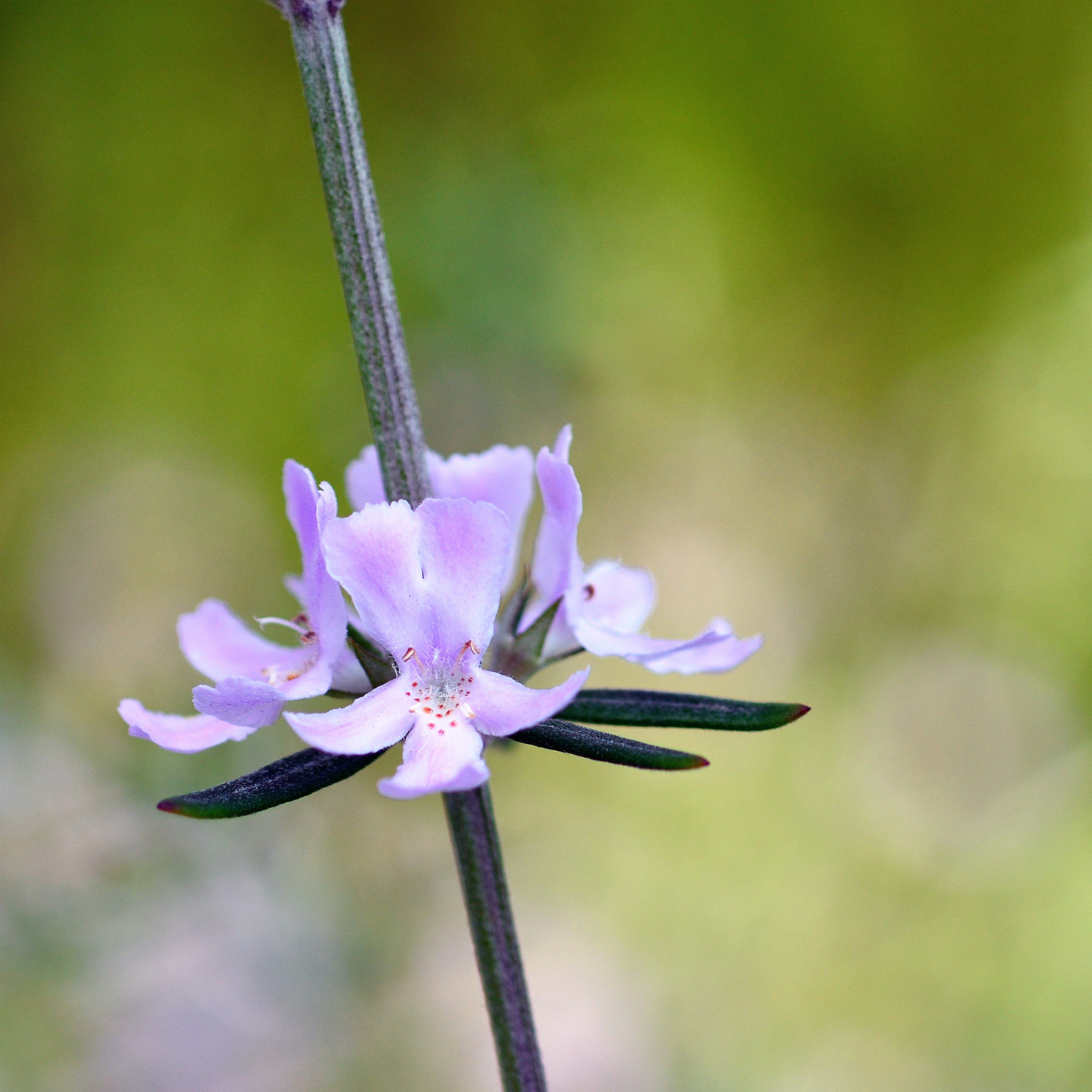 Coastal Rosemary Jervis Gem - Westringia fruticosa Jervis Gem
