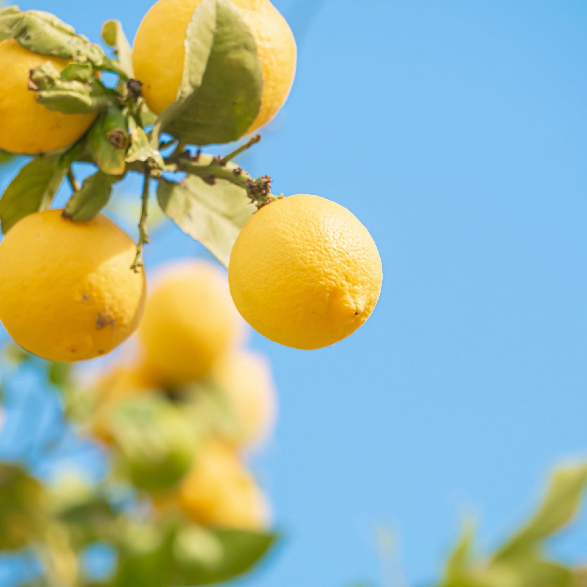 Dwarf Lemon Lots A Lemons - Citrus limon 'Lots A Lemons'