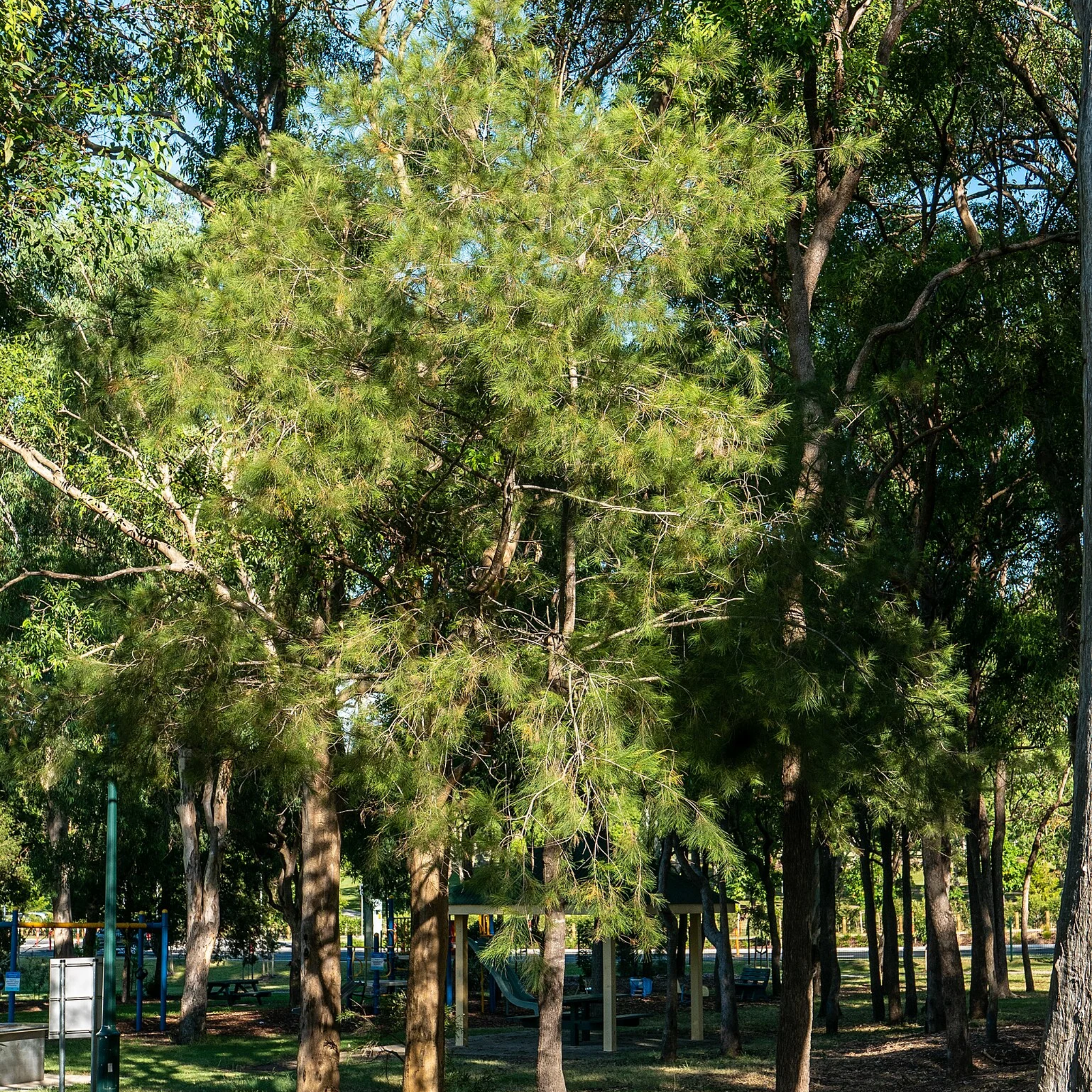 Park with trees and playground equipment on a sunny day
