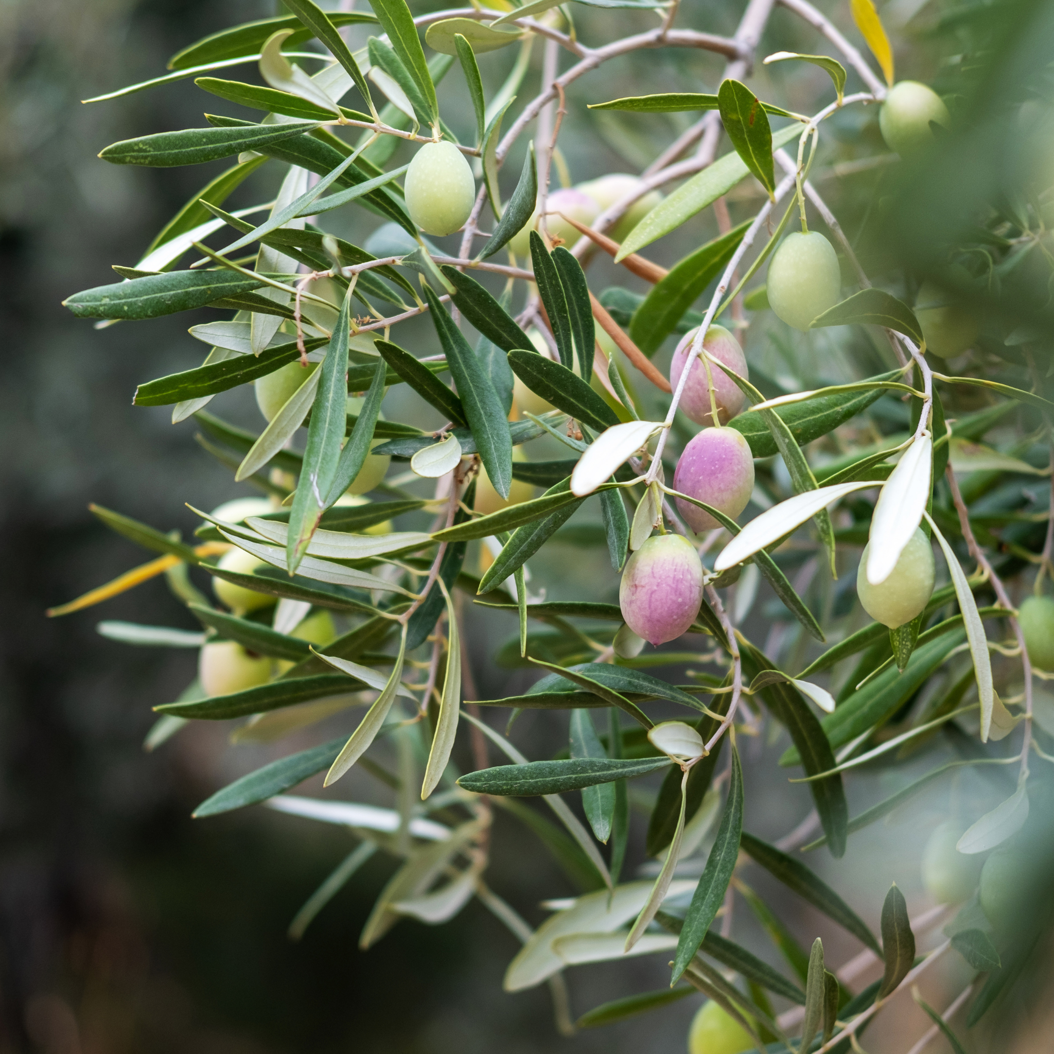 Californian Queen Olive Tree - Olea europaea Californian Queen (UC13A6)