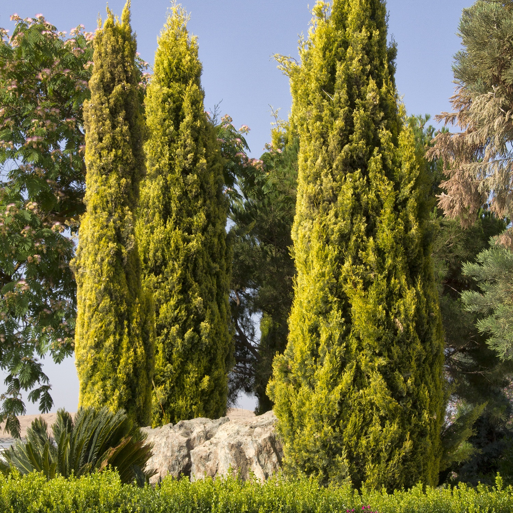 Swanes Golden Pencil Pine - Golden Italian Cypress Cupressus sempervirens