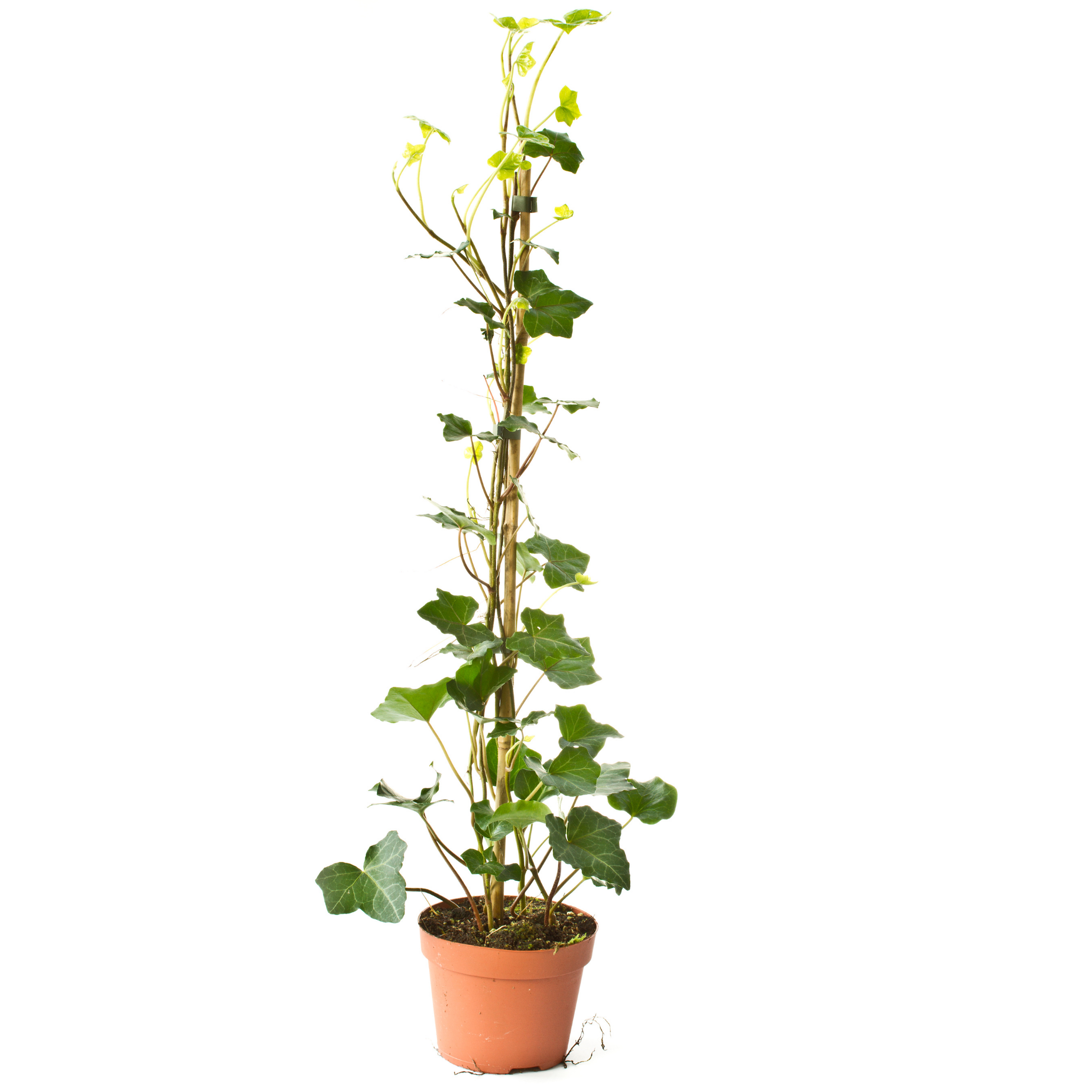 Canary Island Ivy - Hedera canariensis