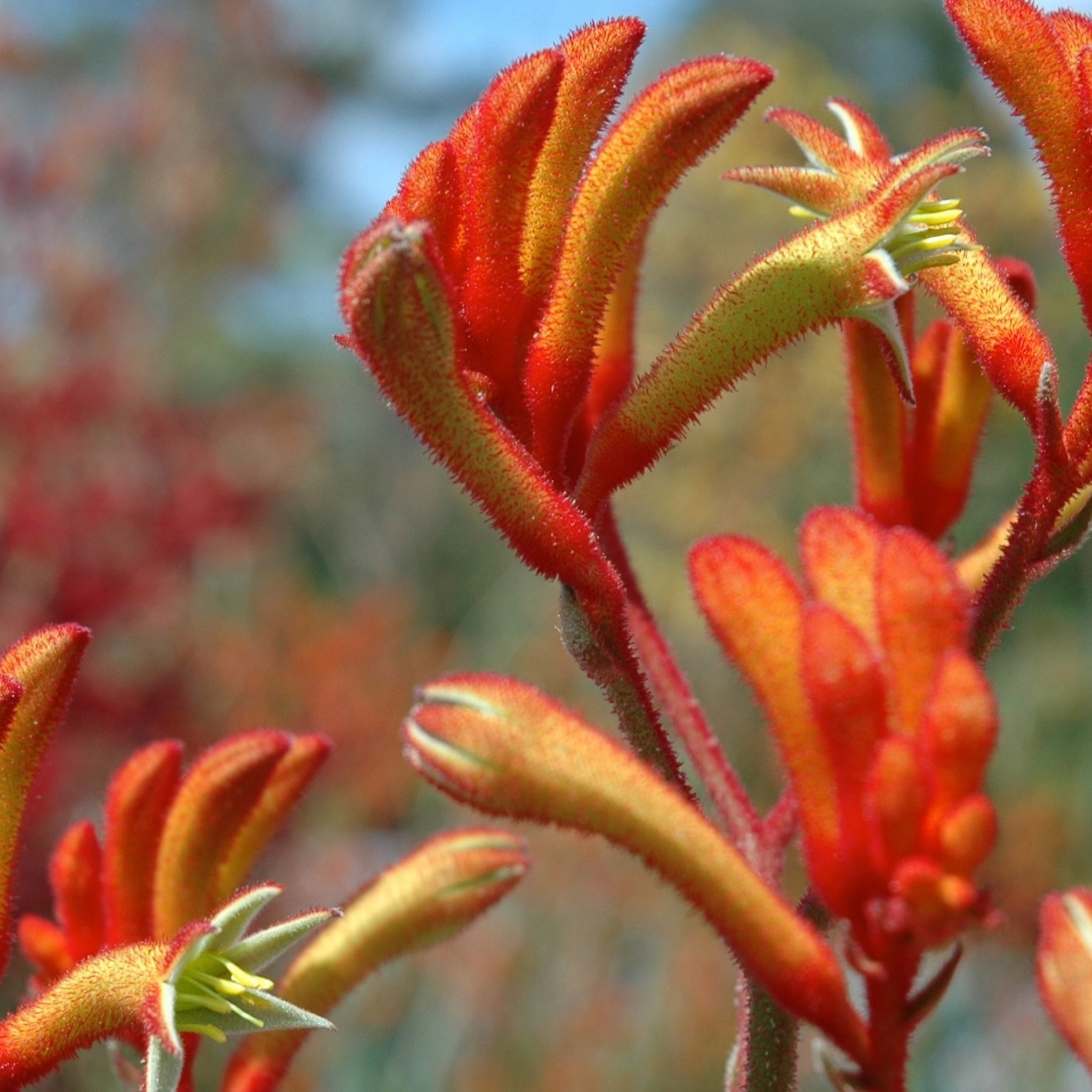 Tall Kangaroo Paw - Anigozanthos hybrida 'Landscape Tangerine'
