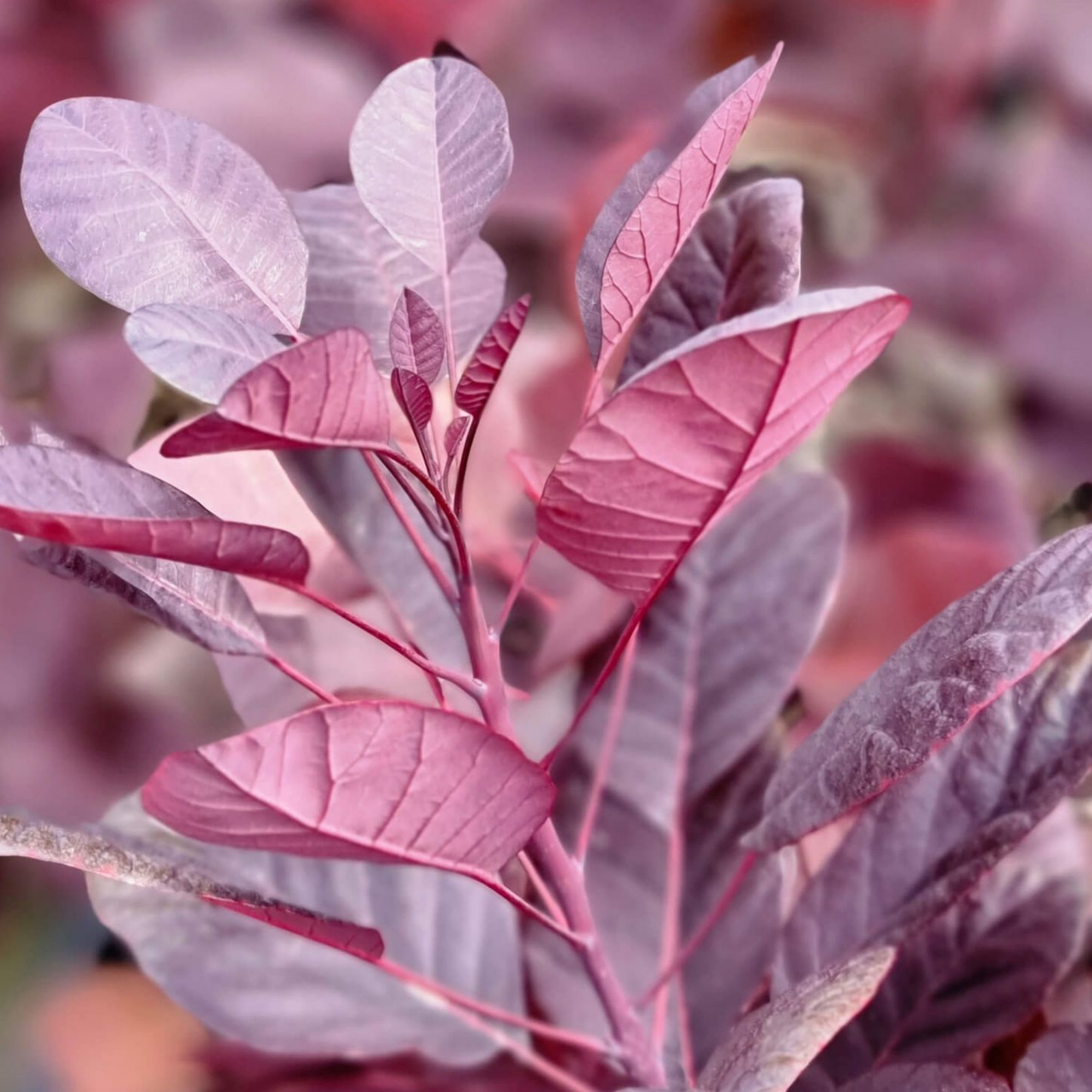 Cotinus coggygria Royal Purple Smoke Tree - Cotinus coggygria Royal Purple