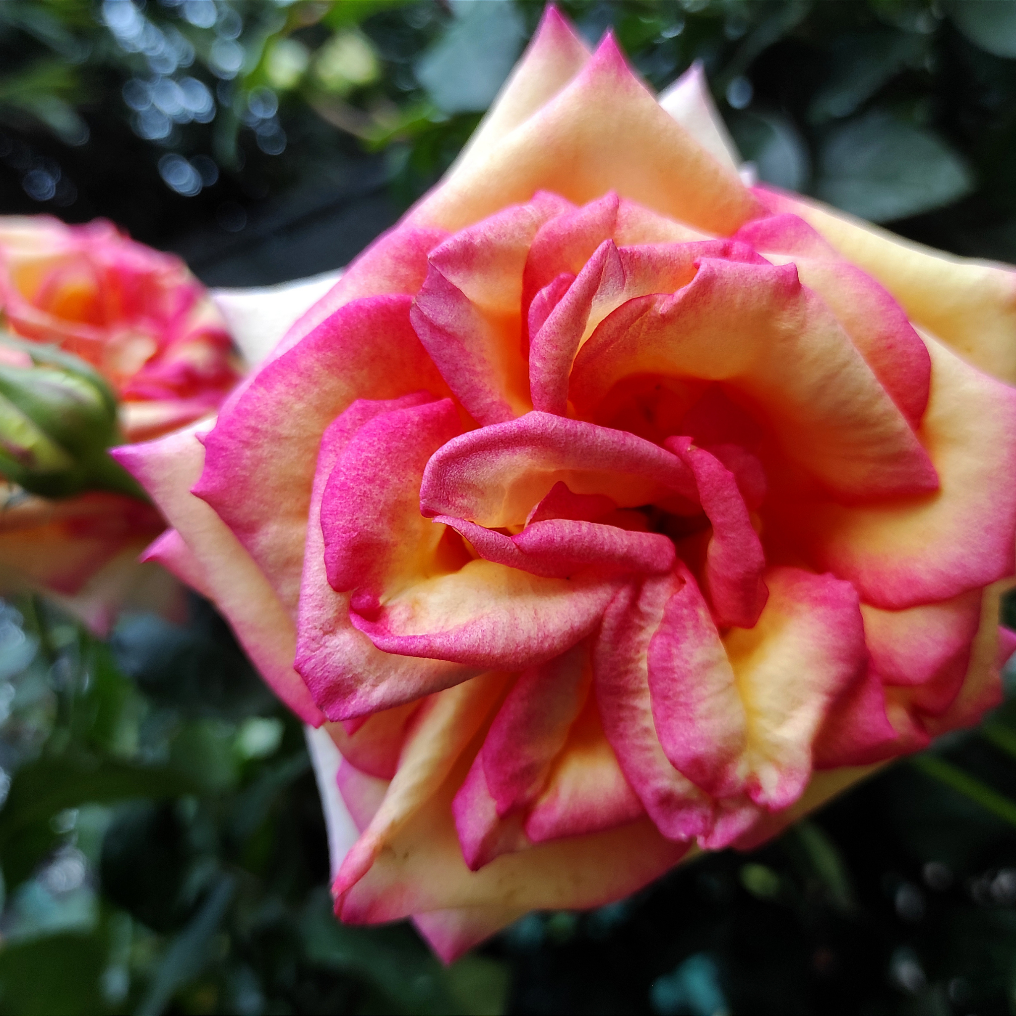 Peace Hybrid Tea Rose - Rosa Peace