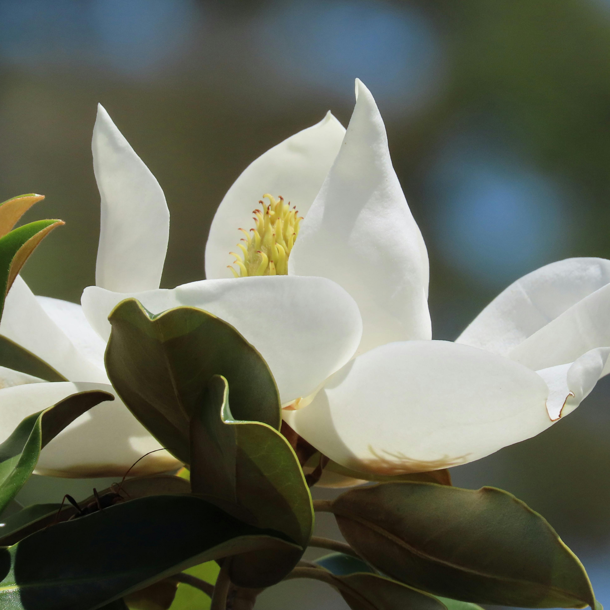 Southern Magnolia - Magnolia grandiflora 'Coolwyn Gloss'