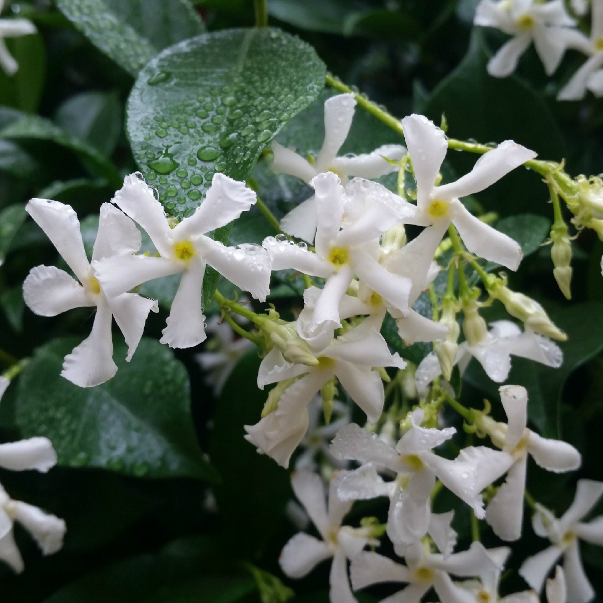 Chinese Star Jasmine - Trachelospermum jasminoides Jessamine
