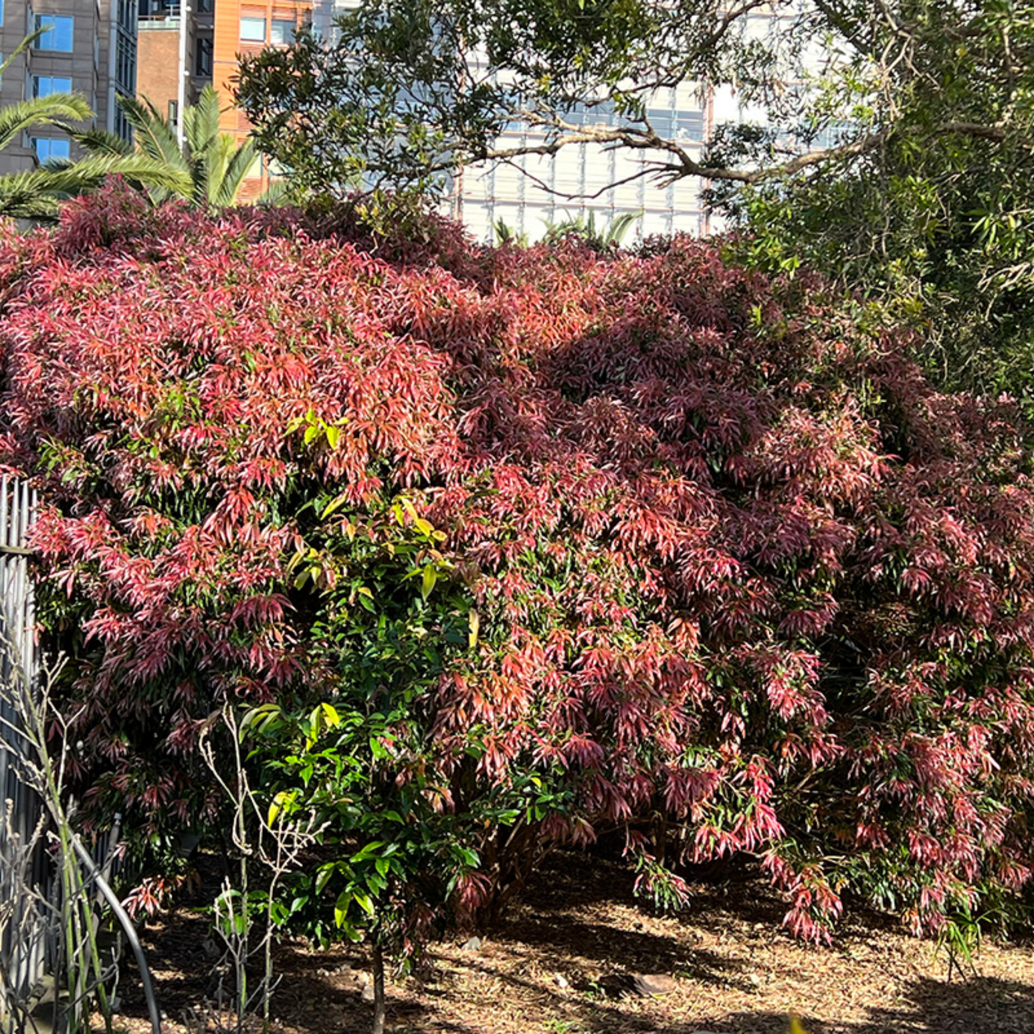 Great balls of Fire Bottlebrush - Callistemon salignus 'Great Balls of Fire’