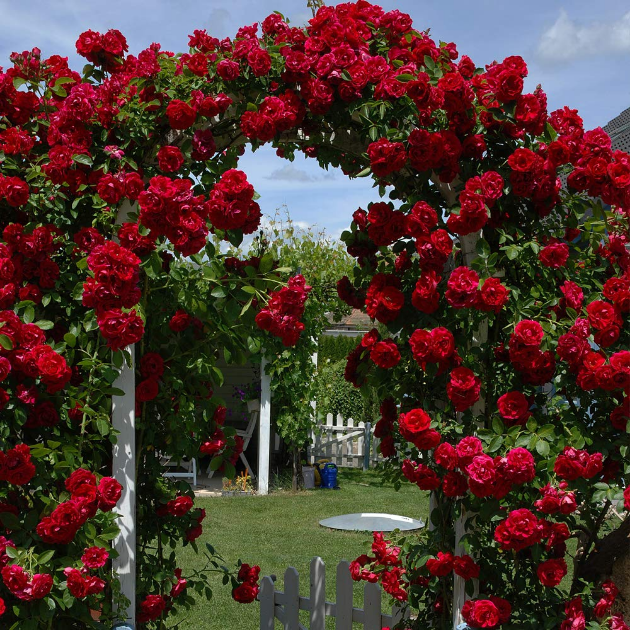 Climbing Rose - Rosa Red Pierre de Ronsard