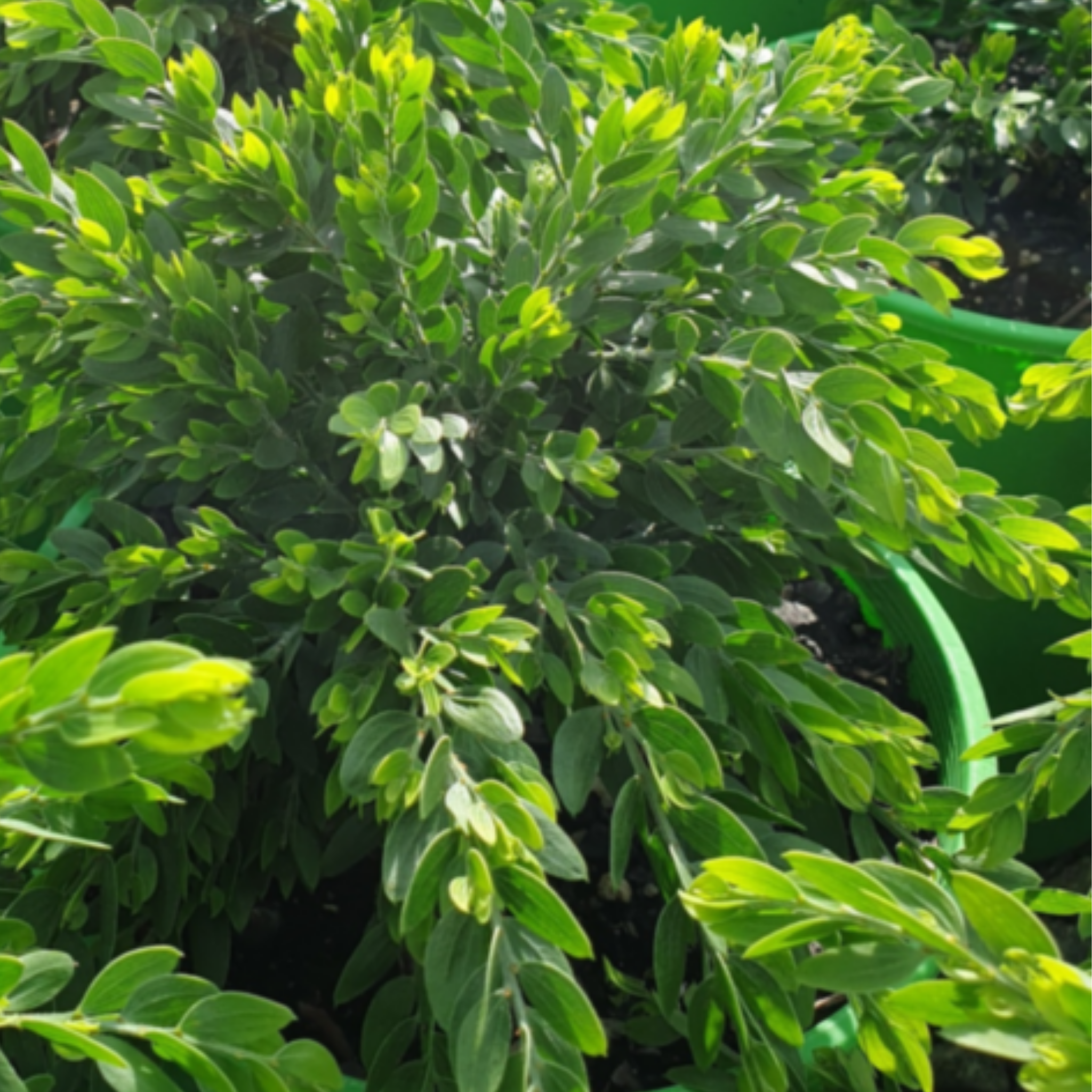Close-up of a green leafy plant with a blurred background