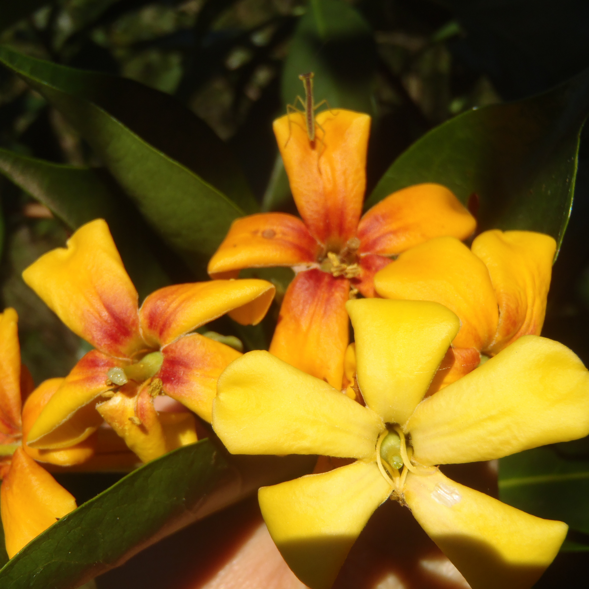 Native Frangipani - Hymenosporum flavum