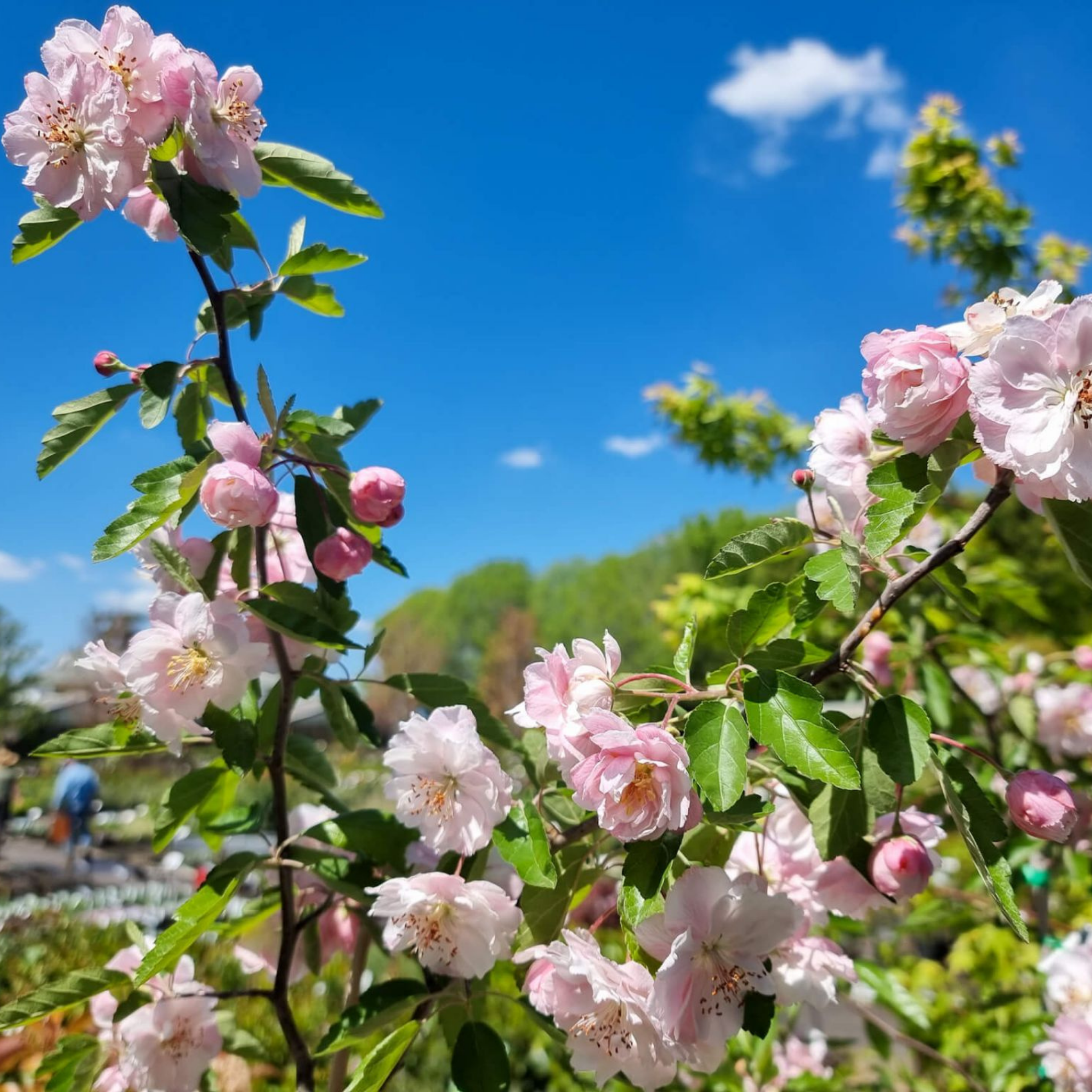 Double Flowering Prairie Crabapple - Malus ioensis Plena