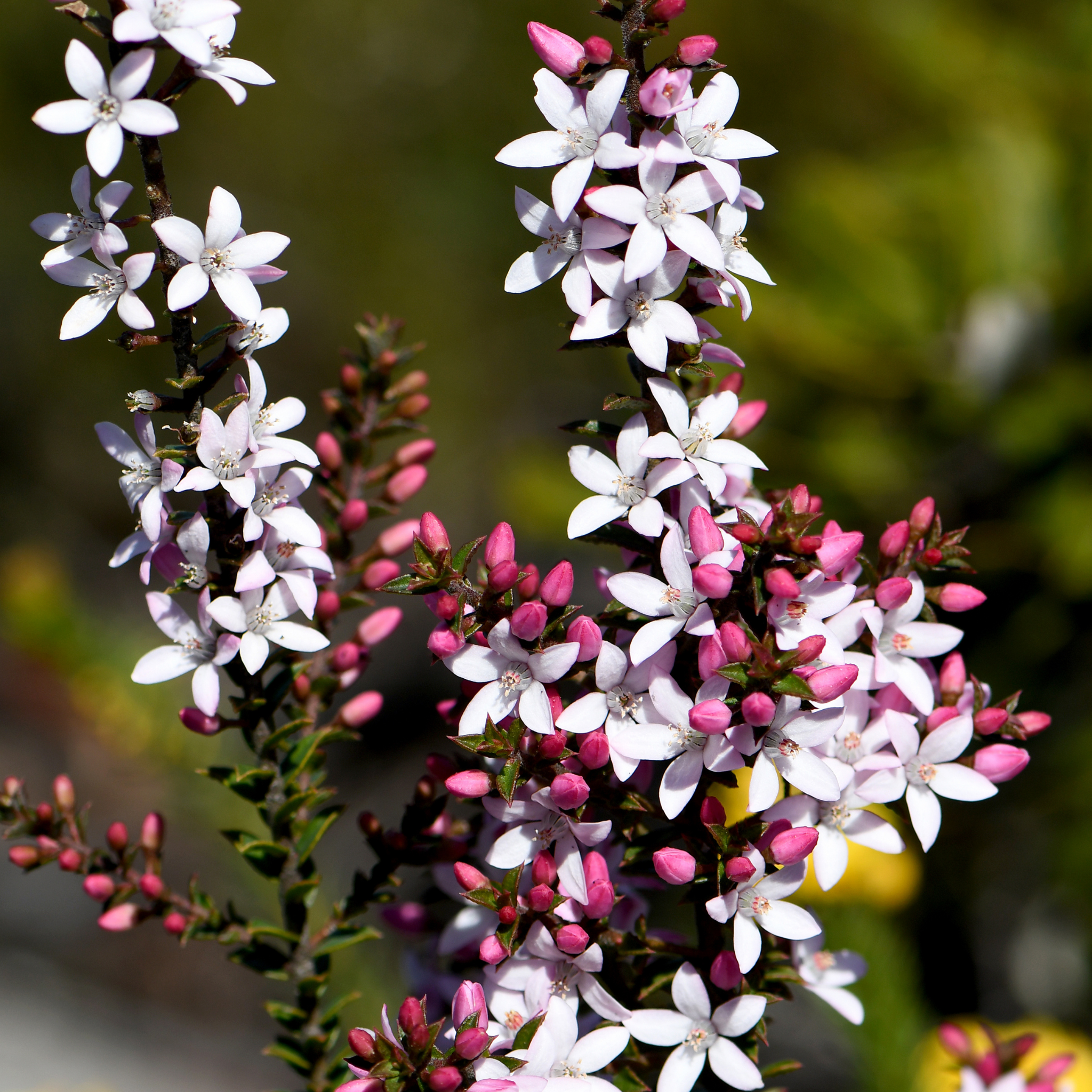 Long Leaf Wax Flower Winter Rouge - Philotheca myoporoides Winter Rouge