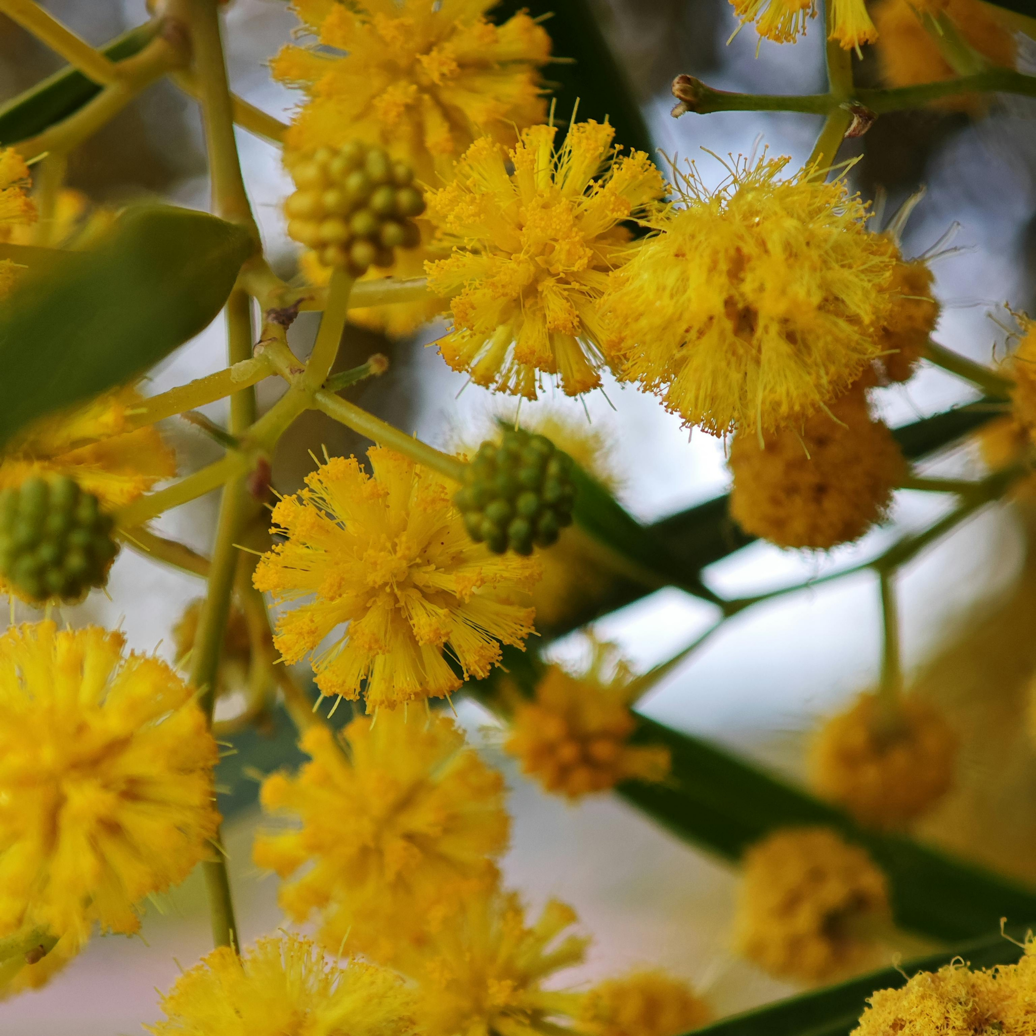 Close-up of yellow flowers with green stems and leaves.