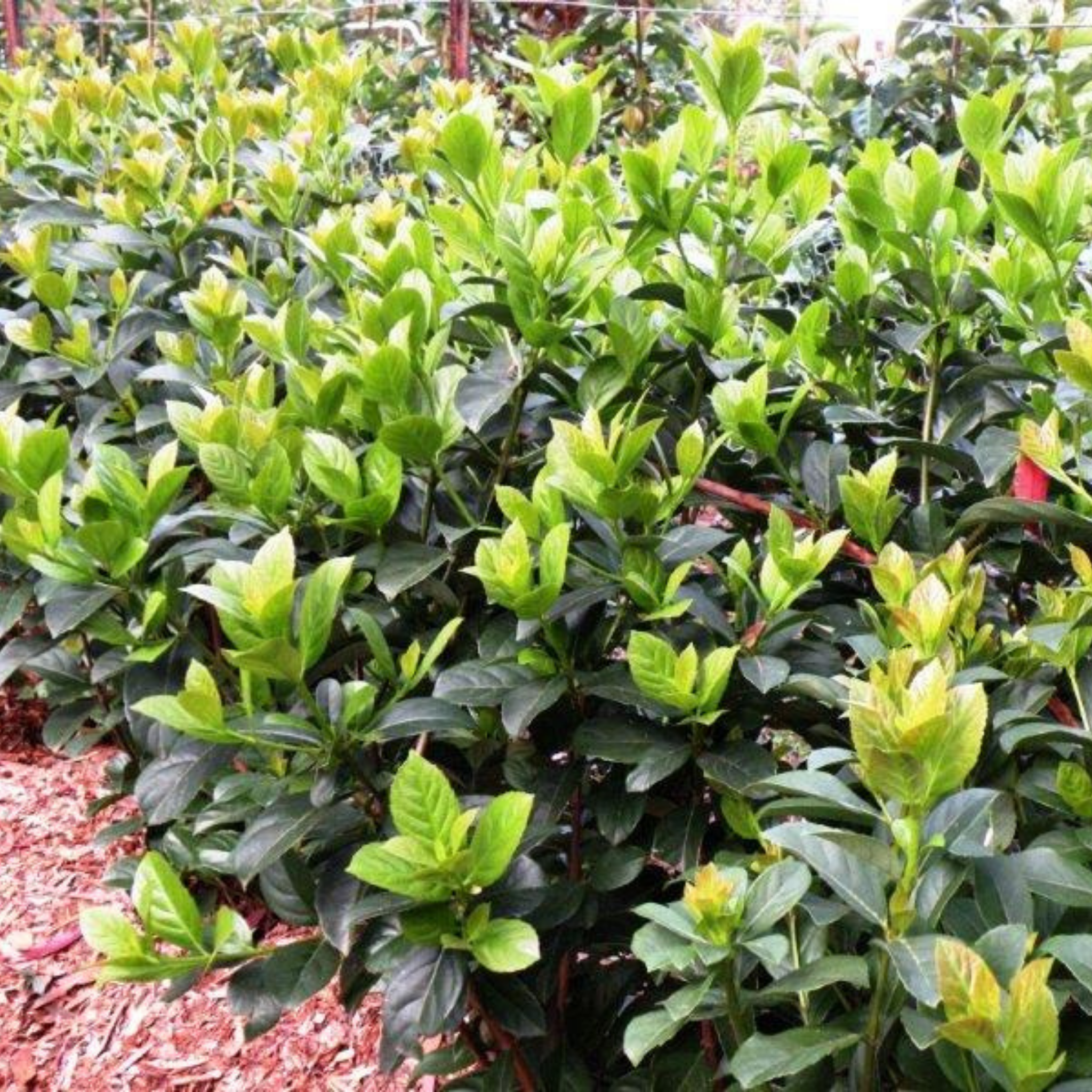 Sweet Viburnum Dense Fence - Viburnum odoratissimum Dense Fence PBR