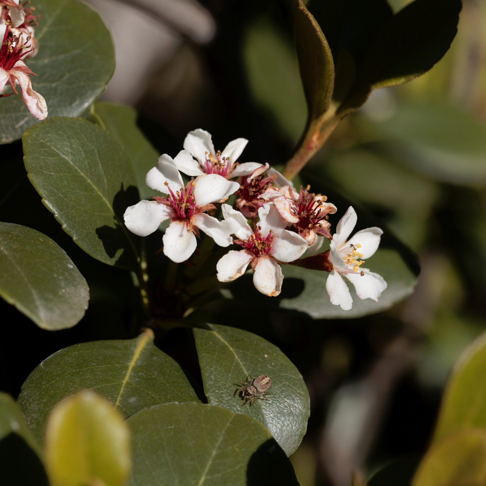 Dwarf Indian hawthorn Minikin - Rhaphiolepis indica Minikin