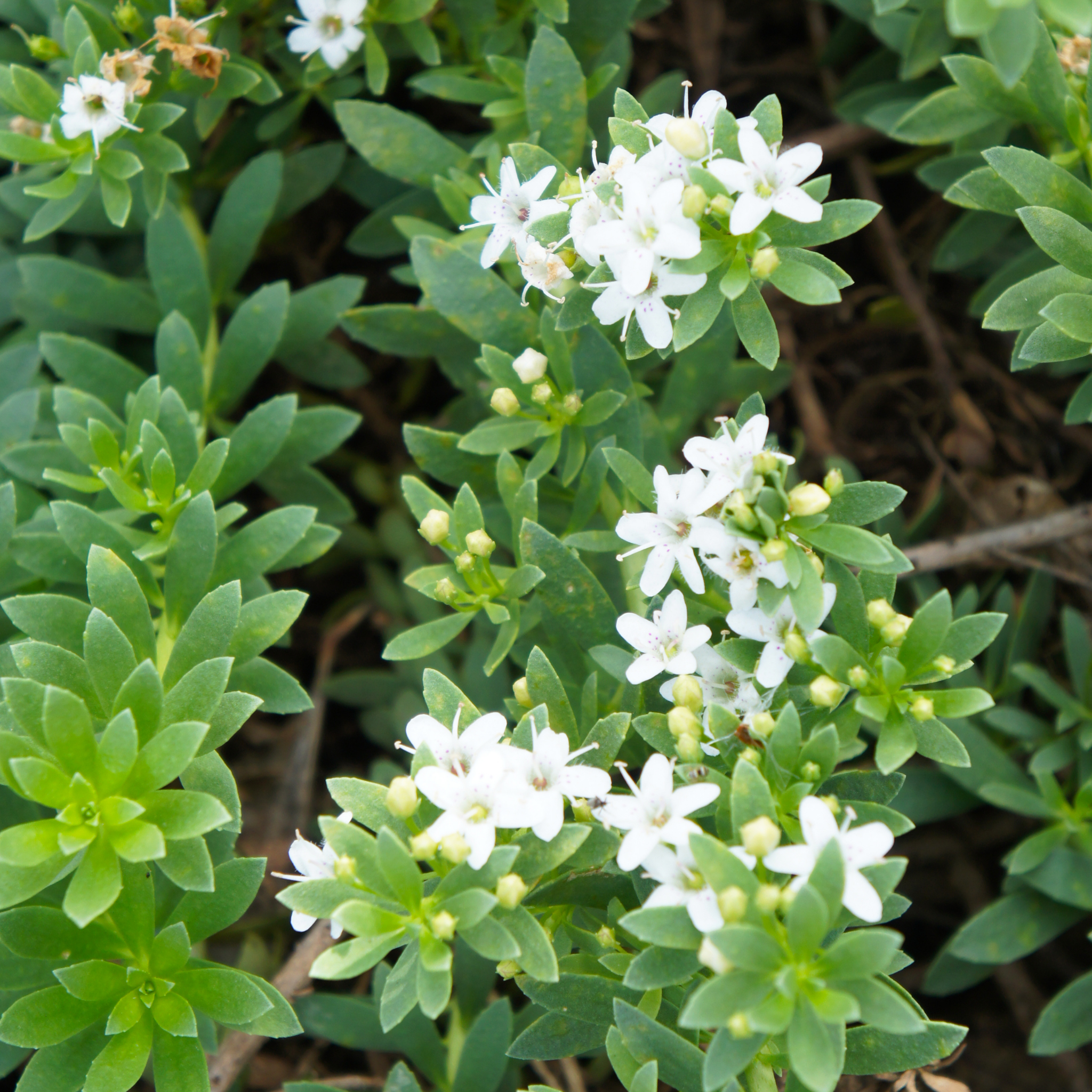 Creeping Boobialla - Myoporum parvifolium