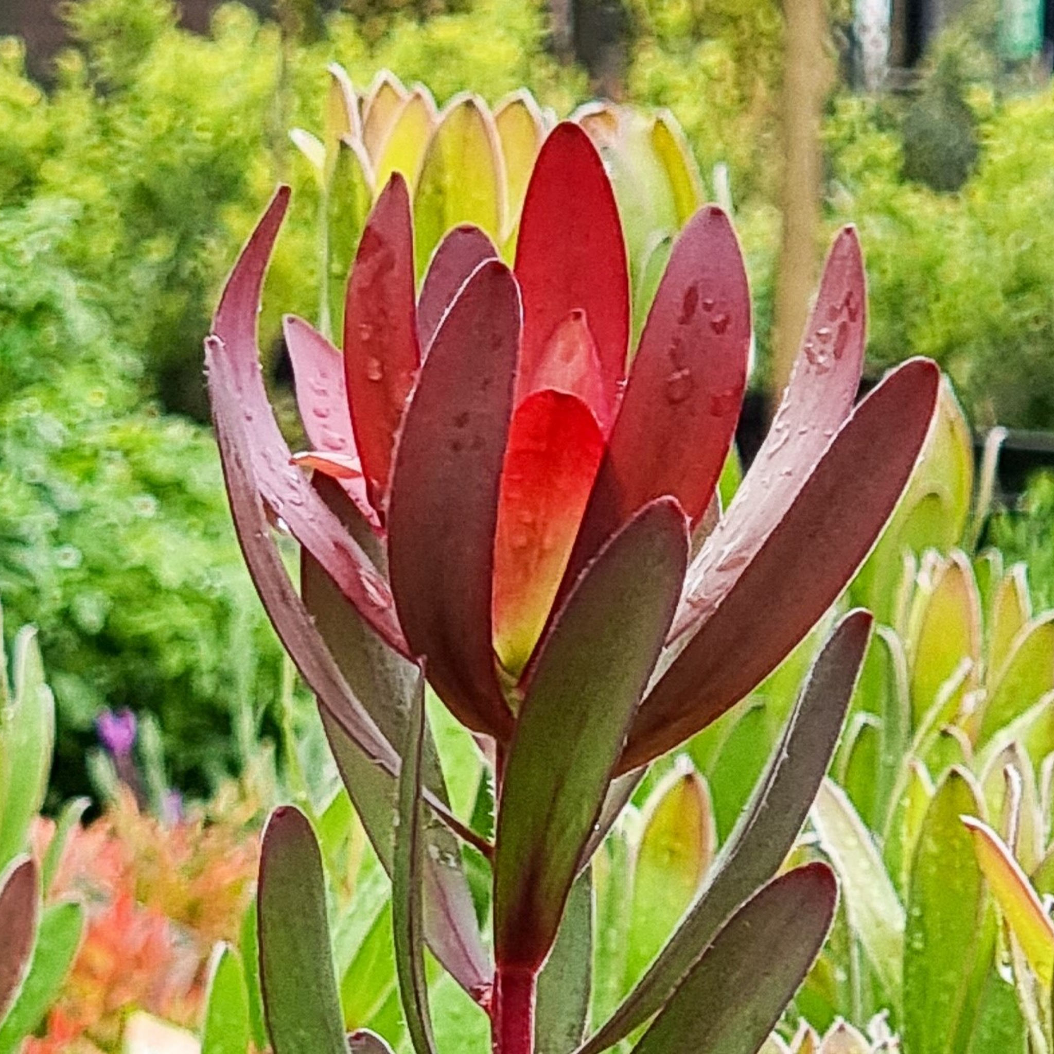 Safari Sunset Conebush - Leucadendron laureolum Safari Sunset
