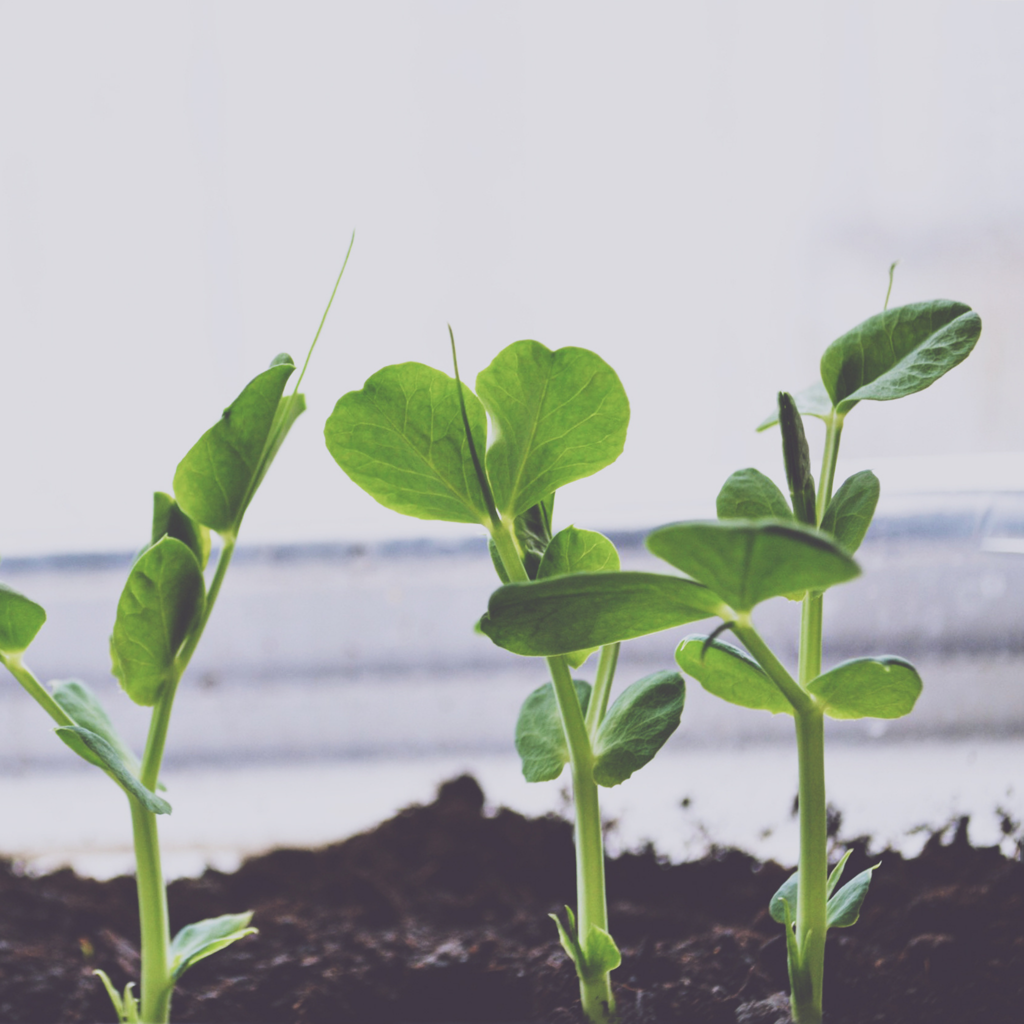 Garden Pea - Pisum sativum Common Green Pea