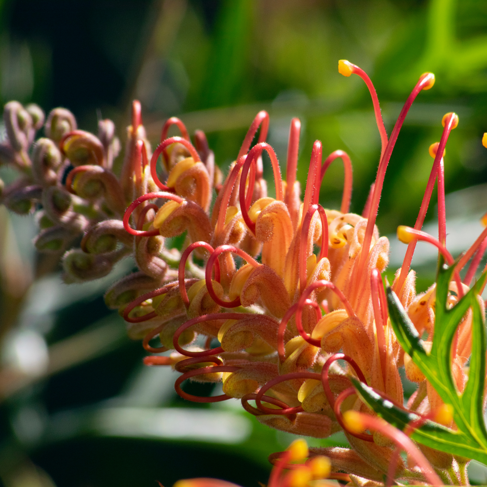 Grevillea 'Superb' - Grevillea banksii bipinnatifida Superb