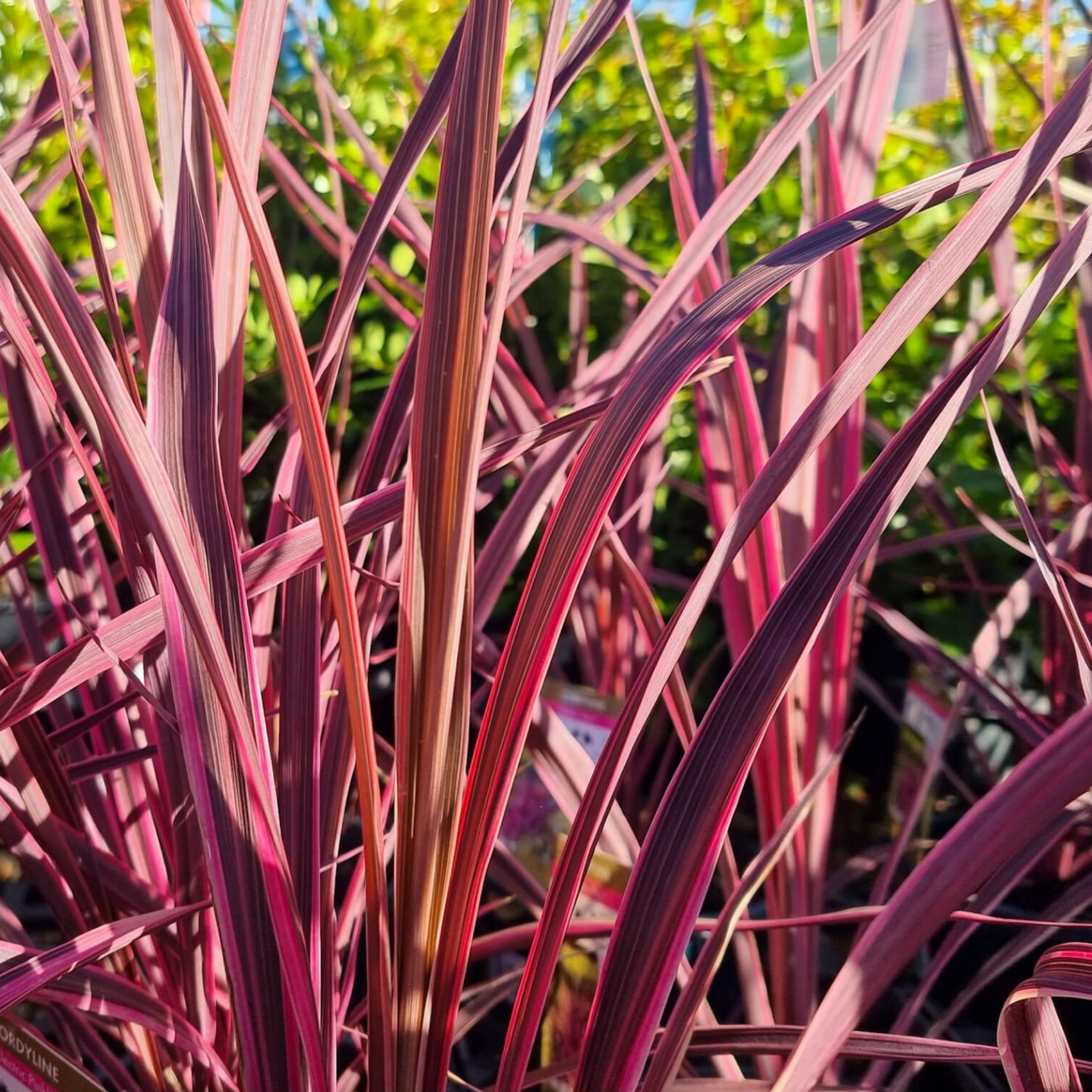 Electric Pink Cordyline - Cordyline banksii 'Electric Pink'