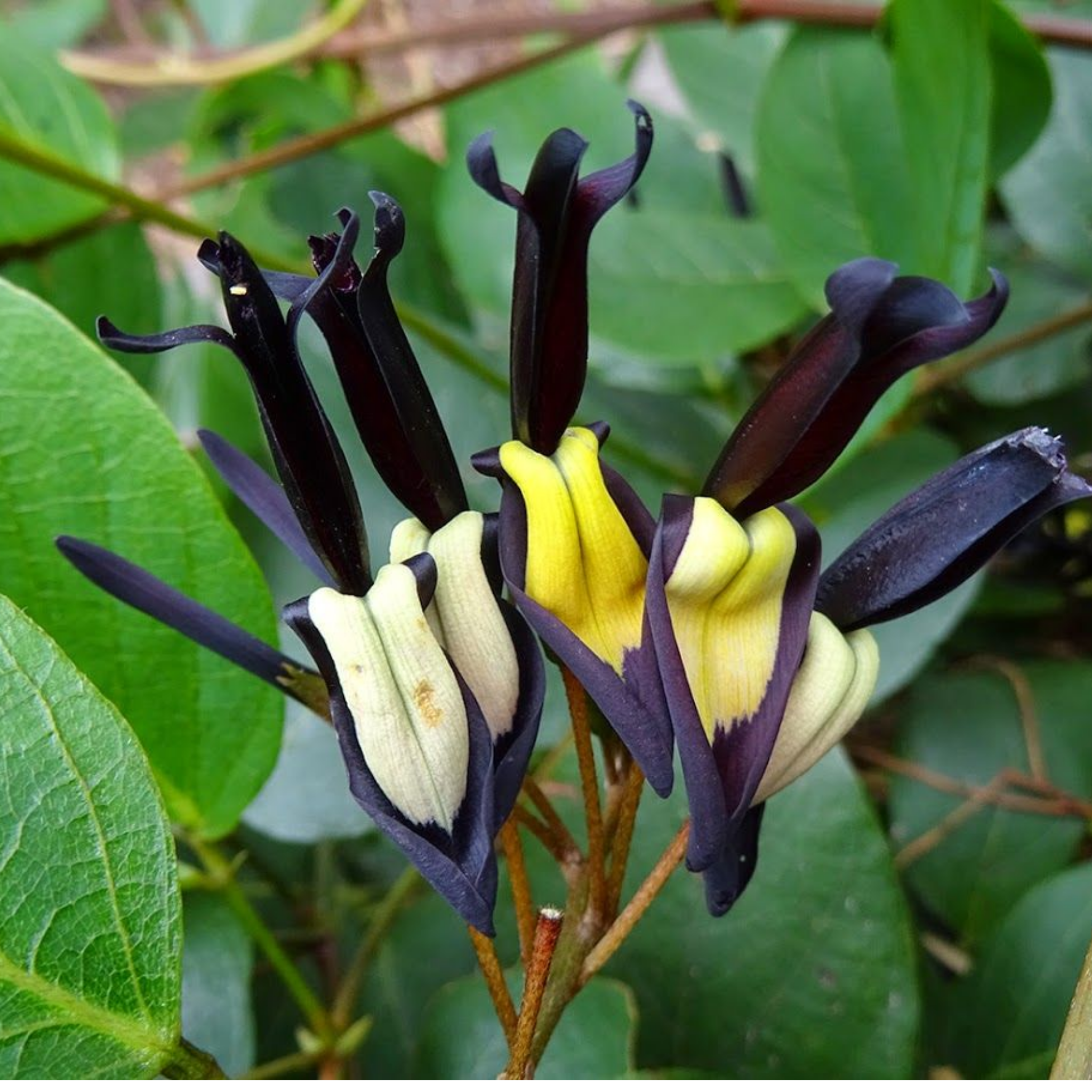 Black Coral Pea - Kennedia nigricans