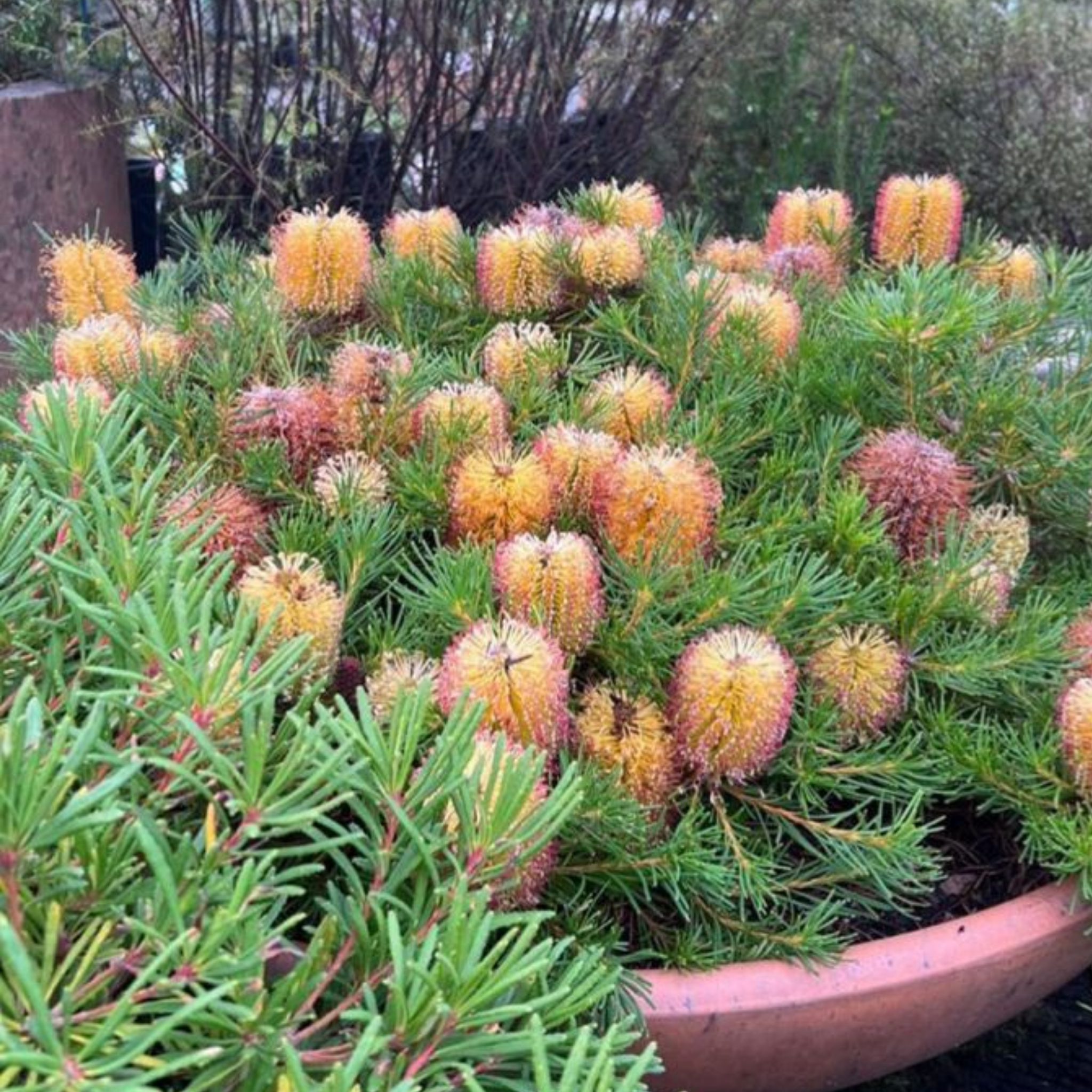 Flowering plant in a pot with green leaves and pinkish flowers.