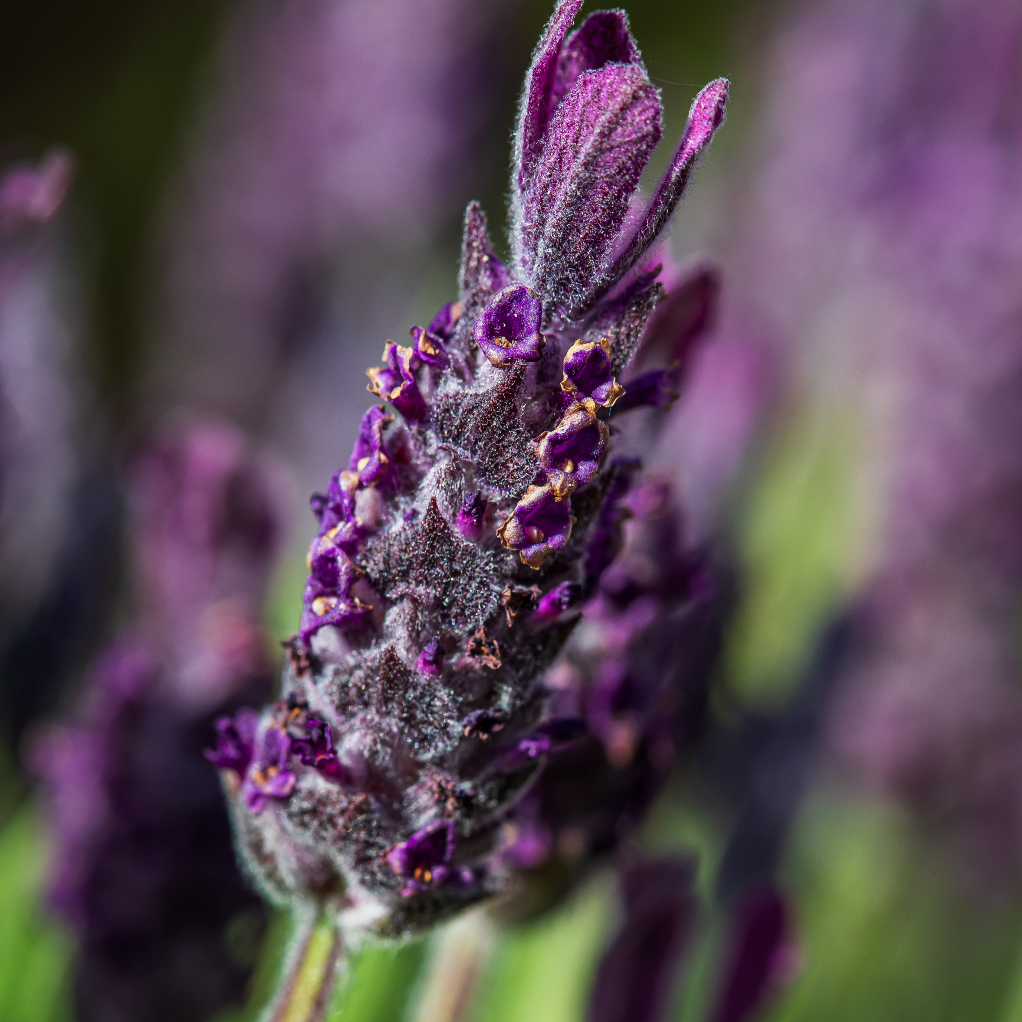 Italian Lavender Javelin Forte Purple - Lavandula stoechas Javelin Forte Purple