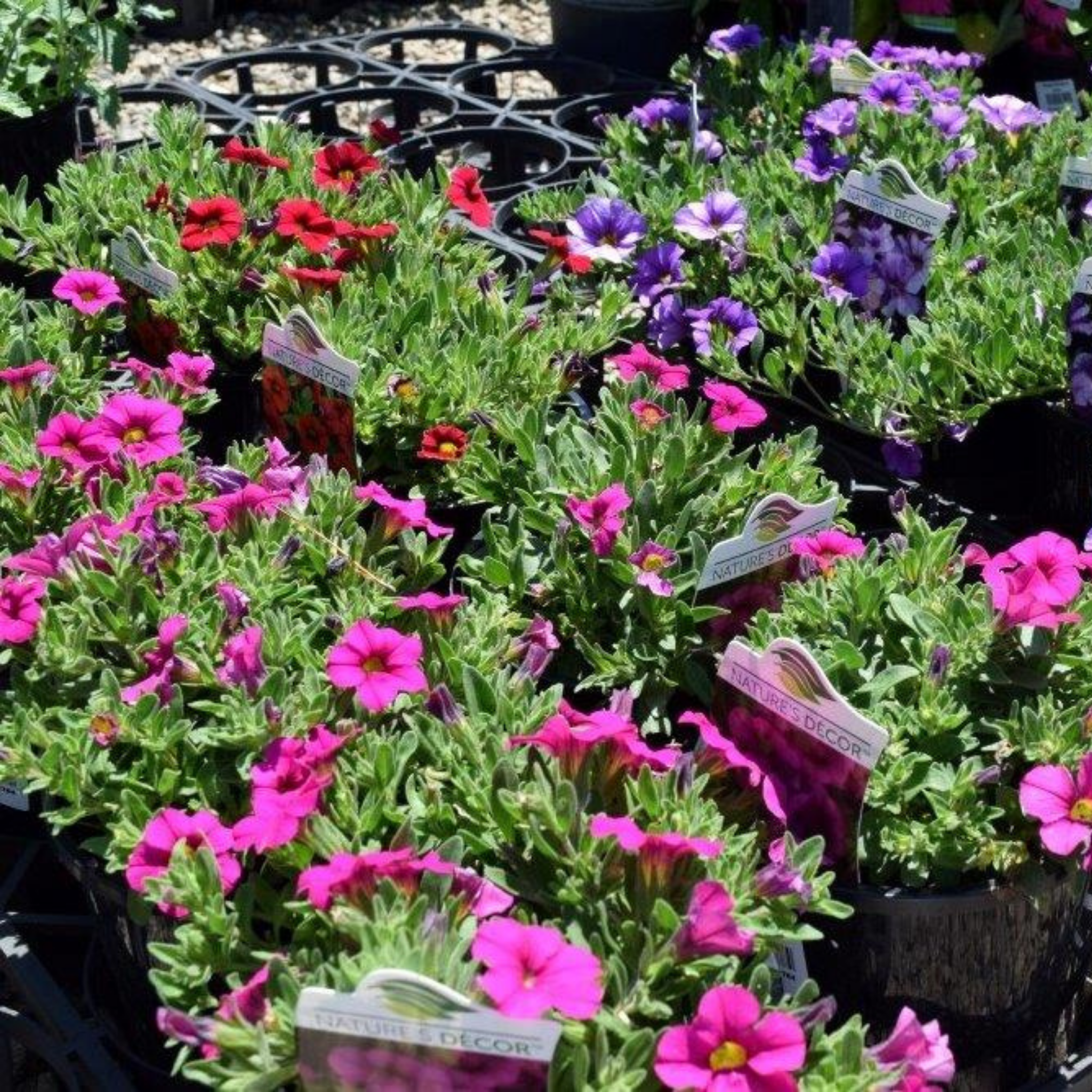 Mini Petunia Calipetite Rose - Calibrachoa hybrida Calipetite Rose
