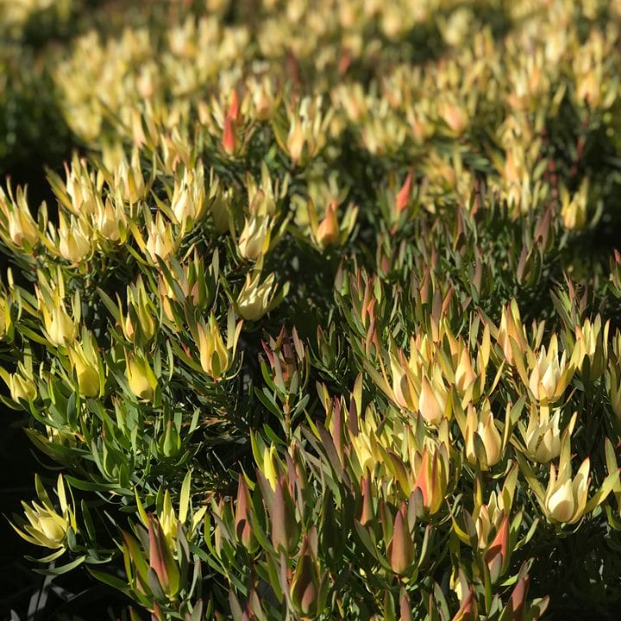 Conebush Fireglow - Leucadendron salignum Fireglow