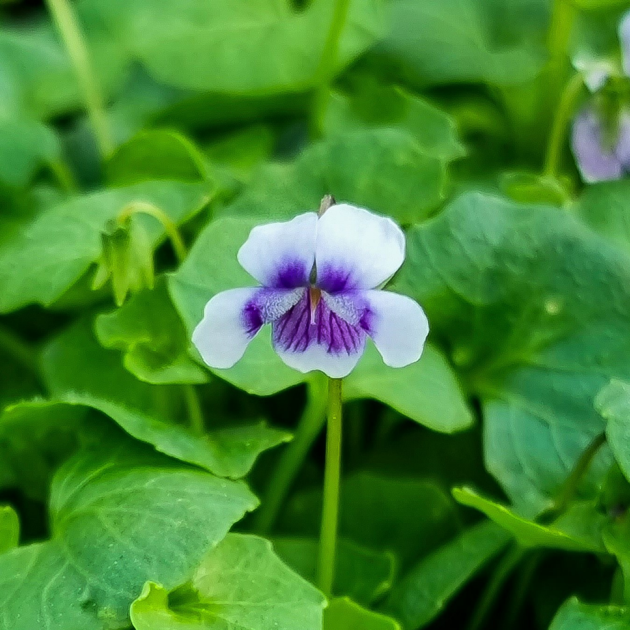 Native Australian Violet / Ivy Leaf Violet - Viola hederacea