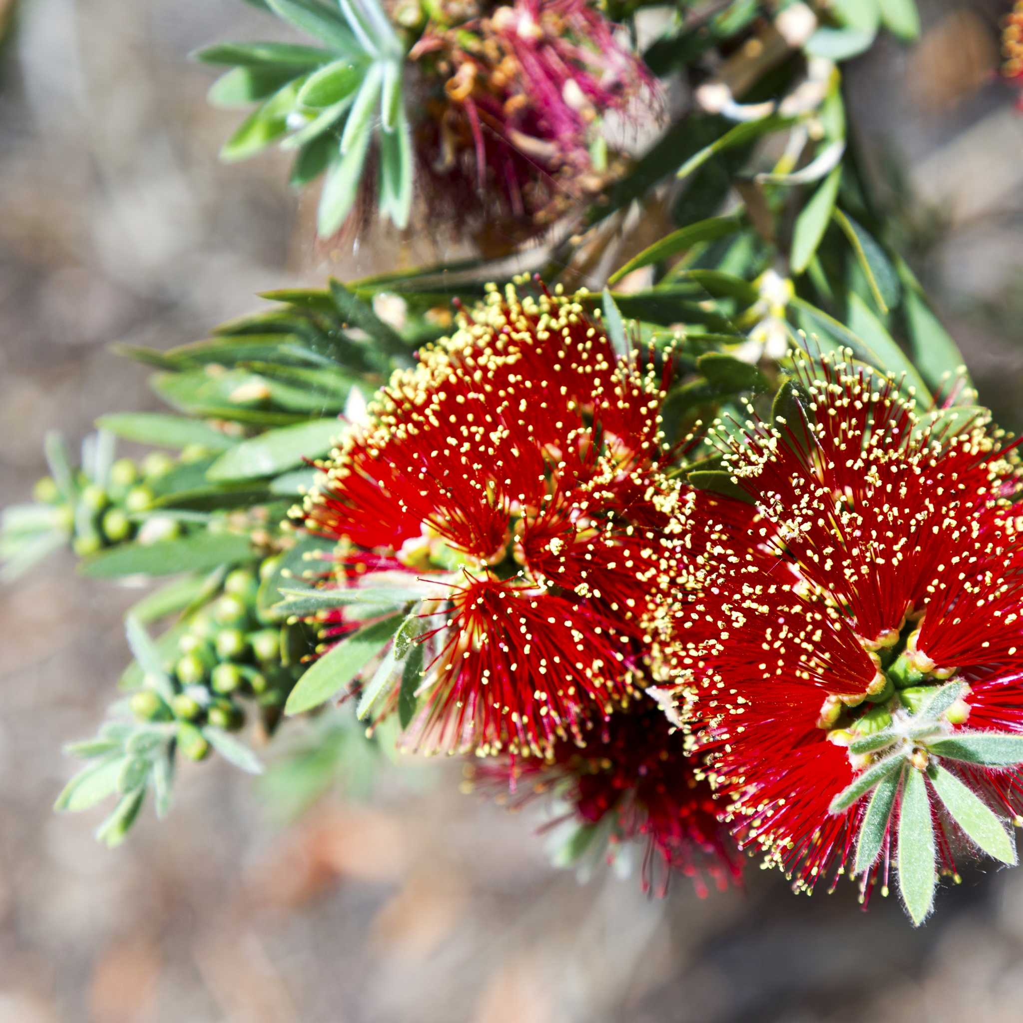 Close-up of Burgundy red bottlebrush flowers with green leaves on a blurred natural background