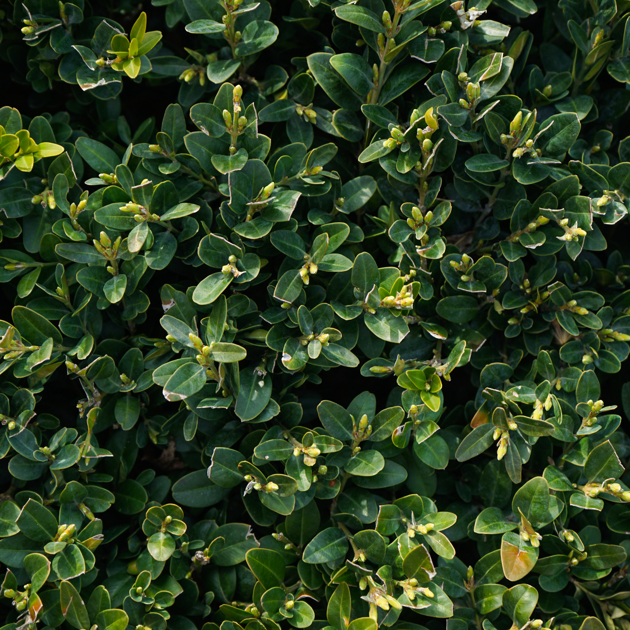 Close-up of a dense cluster of green leaves