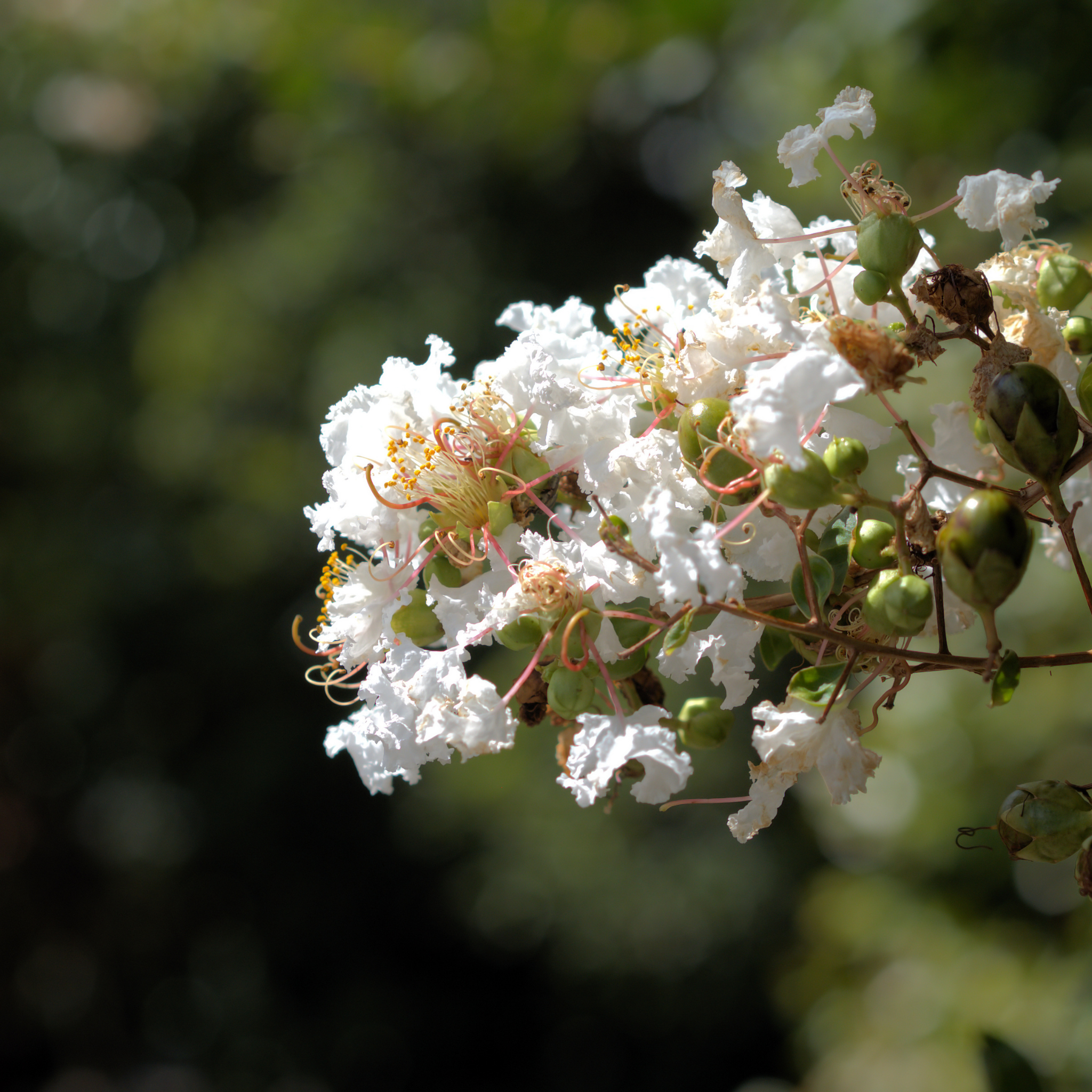 White Crepe Myrtle - Lagerstroemia indica fauriei 'Acoma'