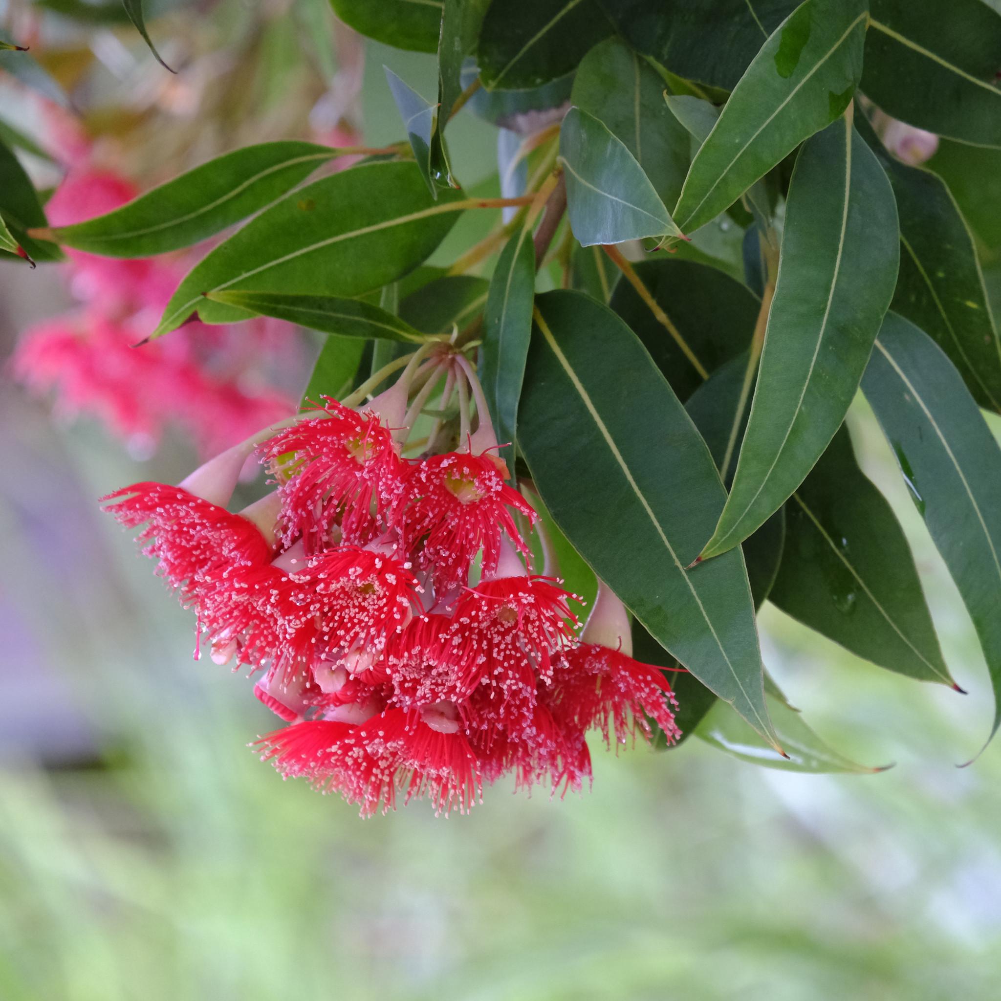 Eucalyptus Euky Dwarf Gum - Eucalyptus leucoxylon Euky Dwarf
