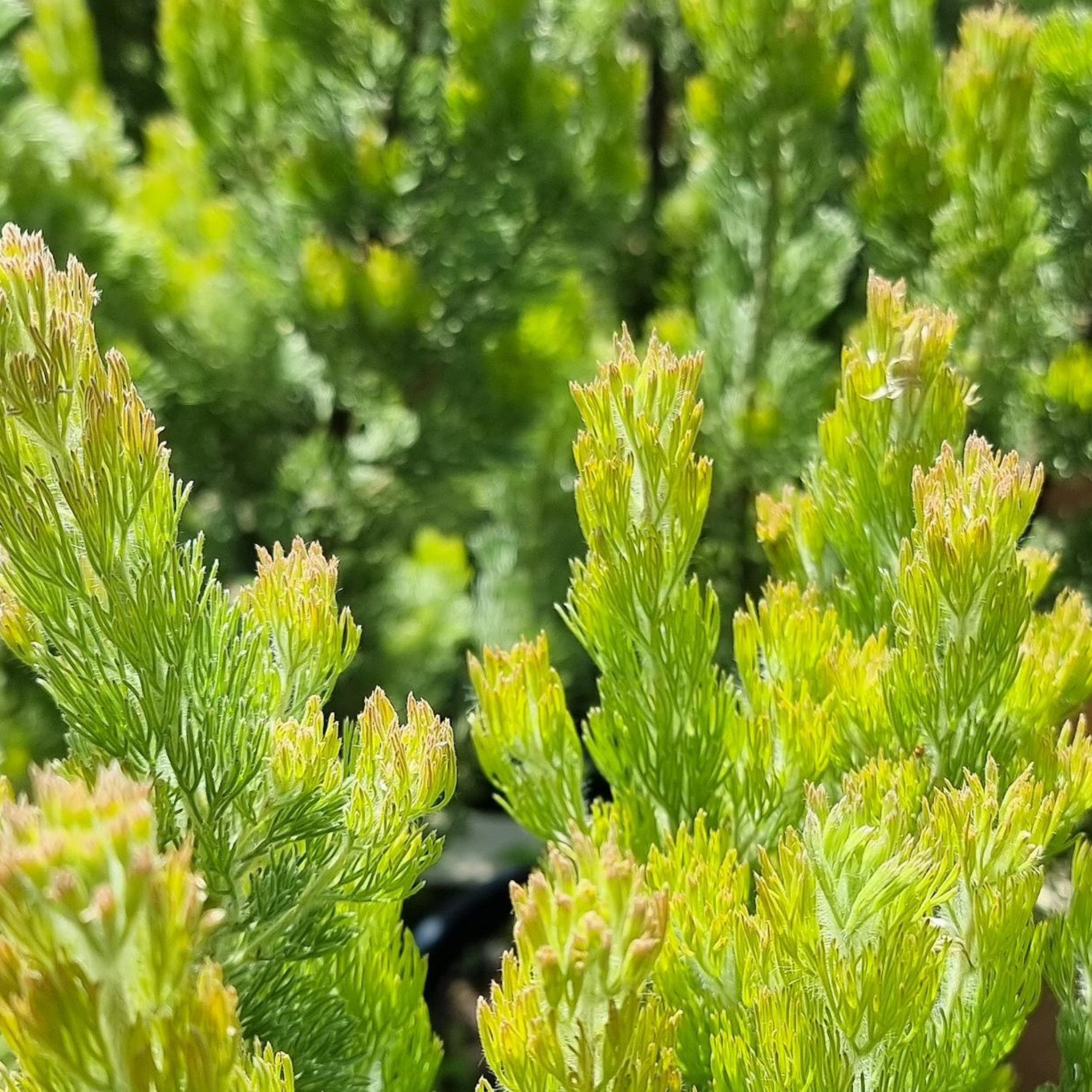 Close-up of green plants with a blurred natural background