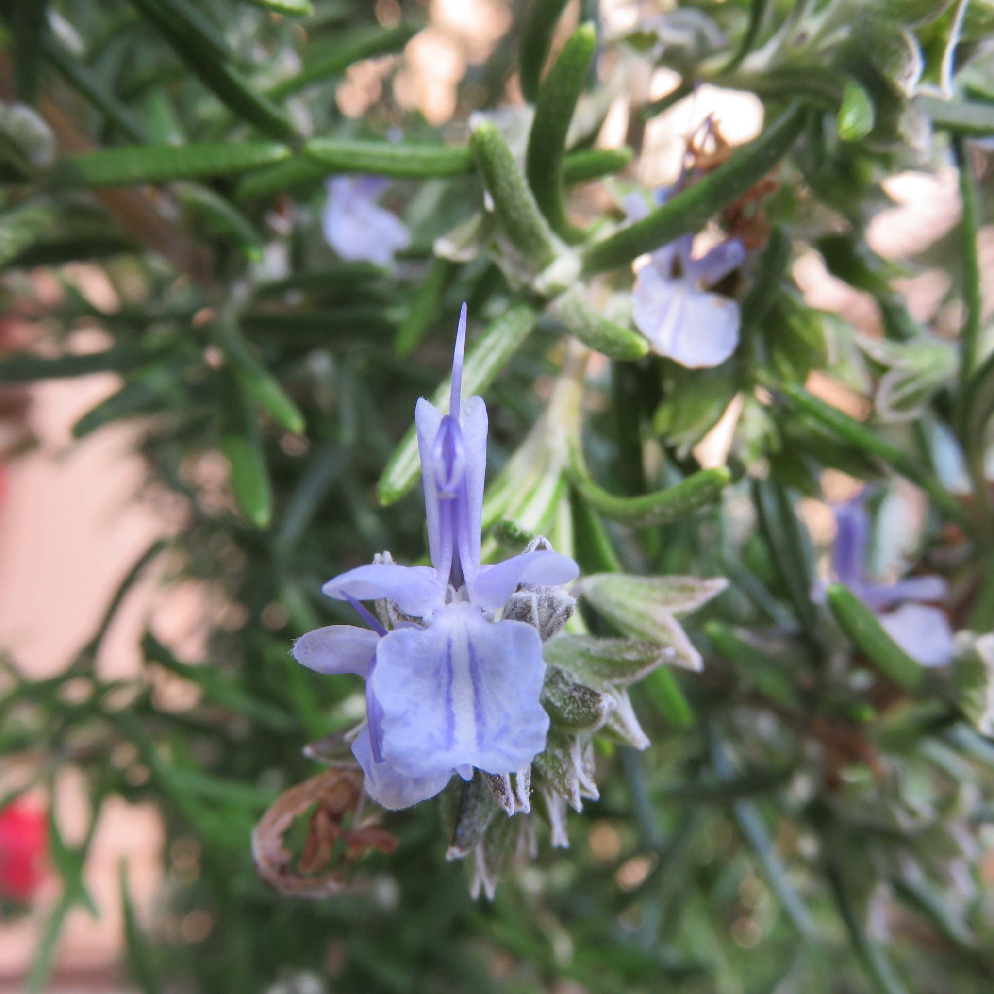 Rosemary Tuscan Blue - Rosmarinus officinalis Tuscan Blue