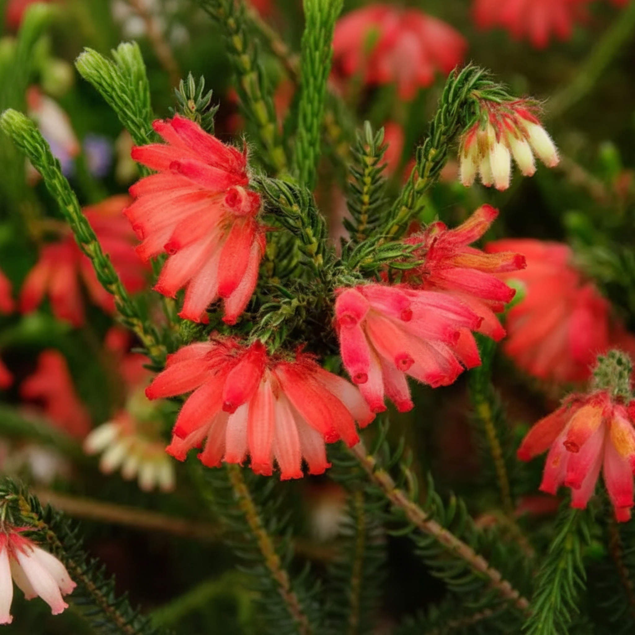 Red Fire Erica - Erica cerinthoides Red