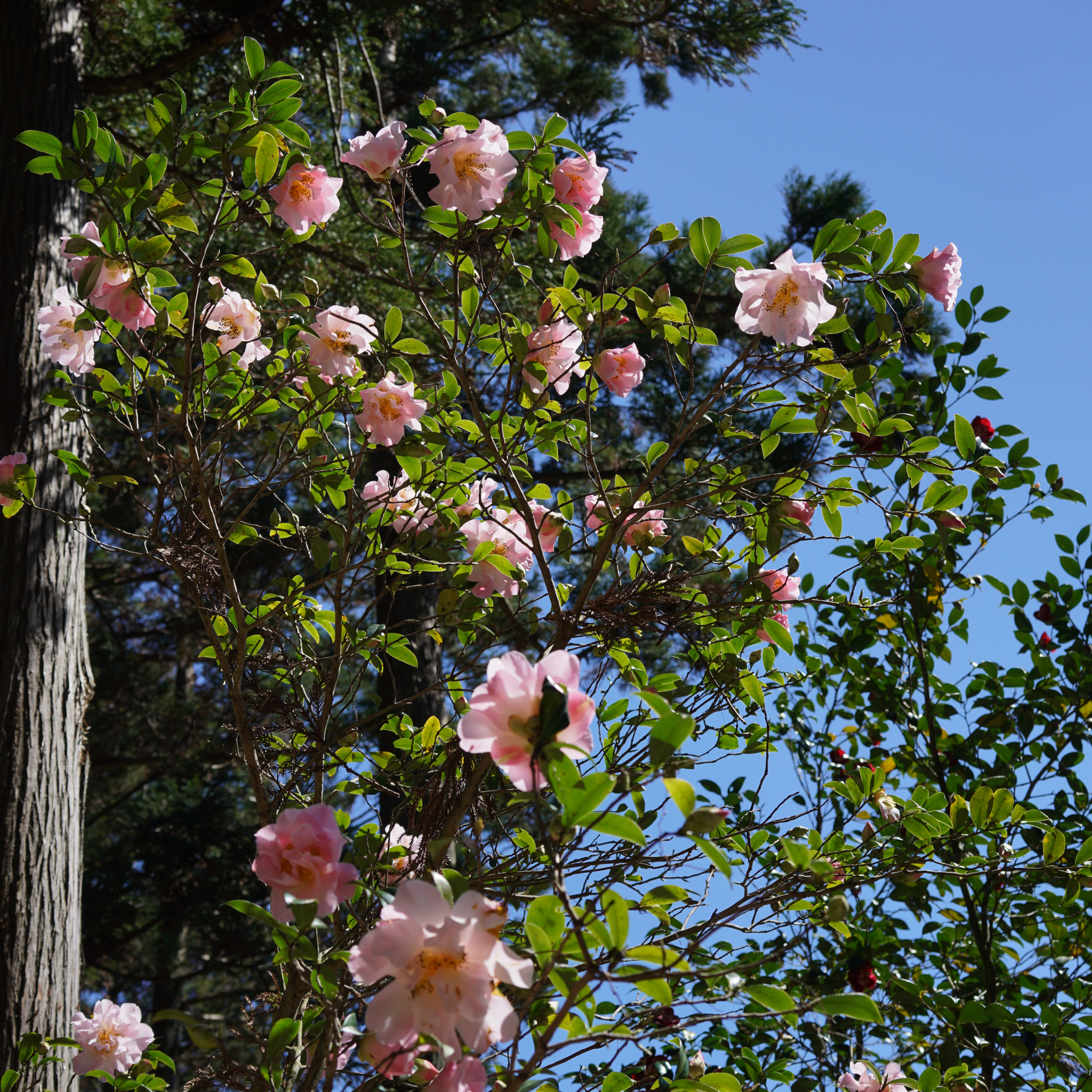 Sasanqua Camellia Edna Butler - Camellia sasanqua 'Edna Butler'