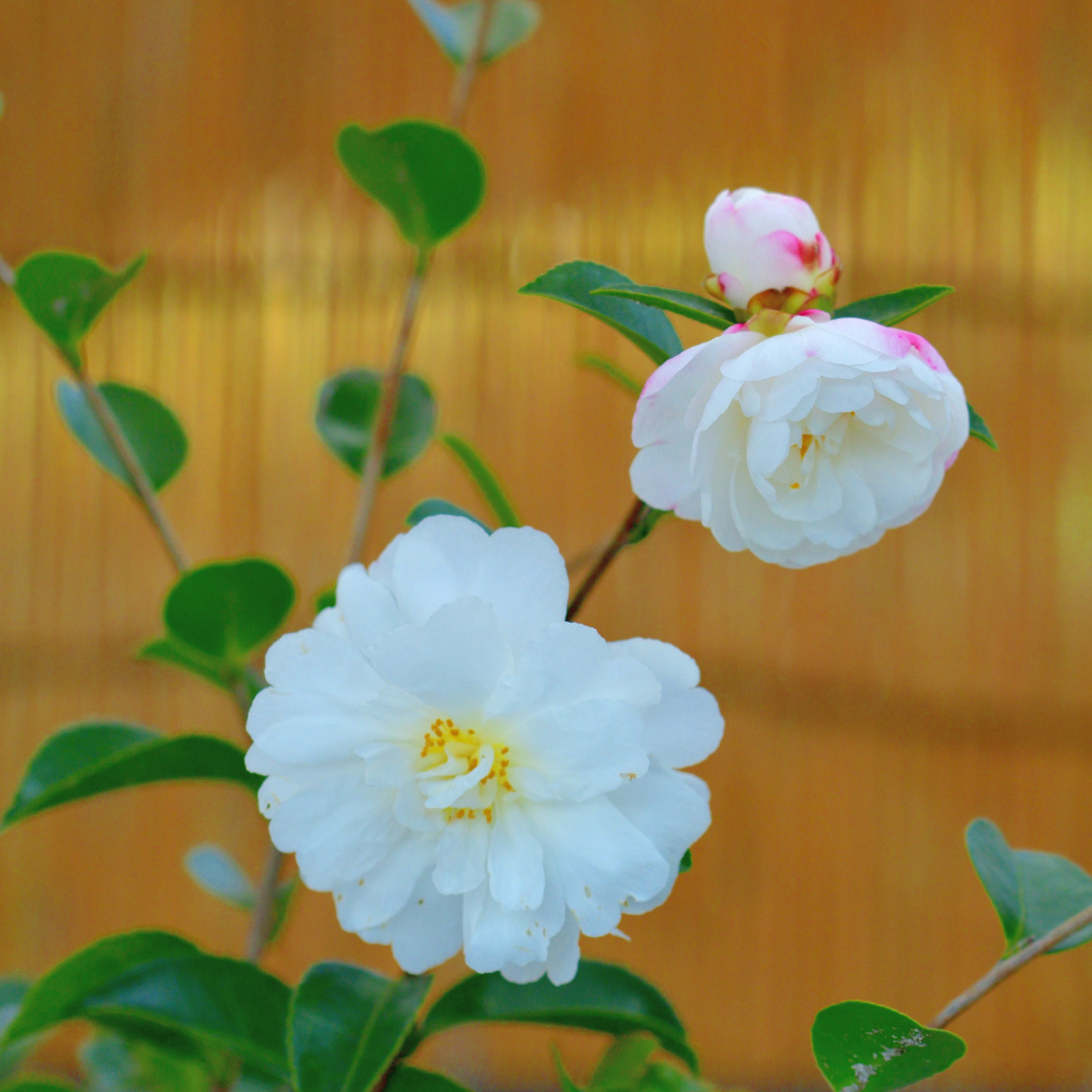 Camellia Asakura - Camellia sasanqua 'Asakura'