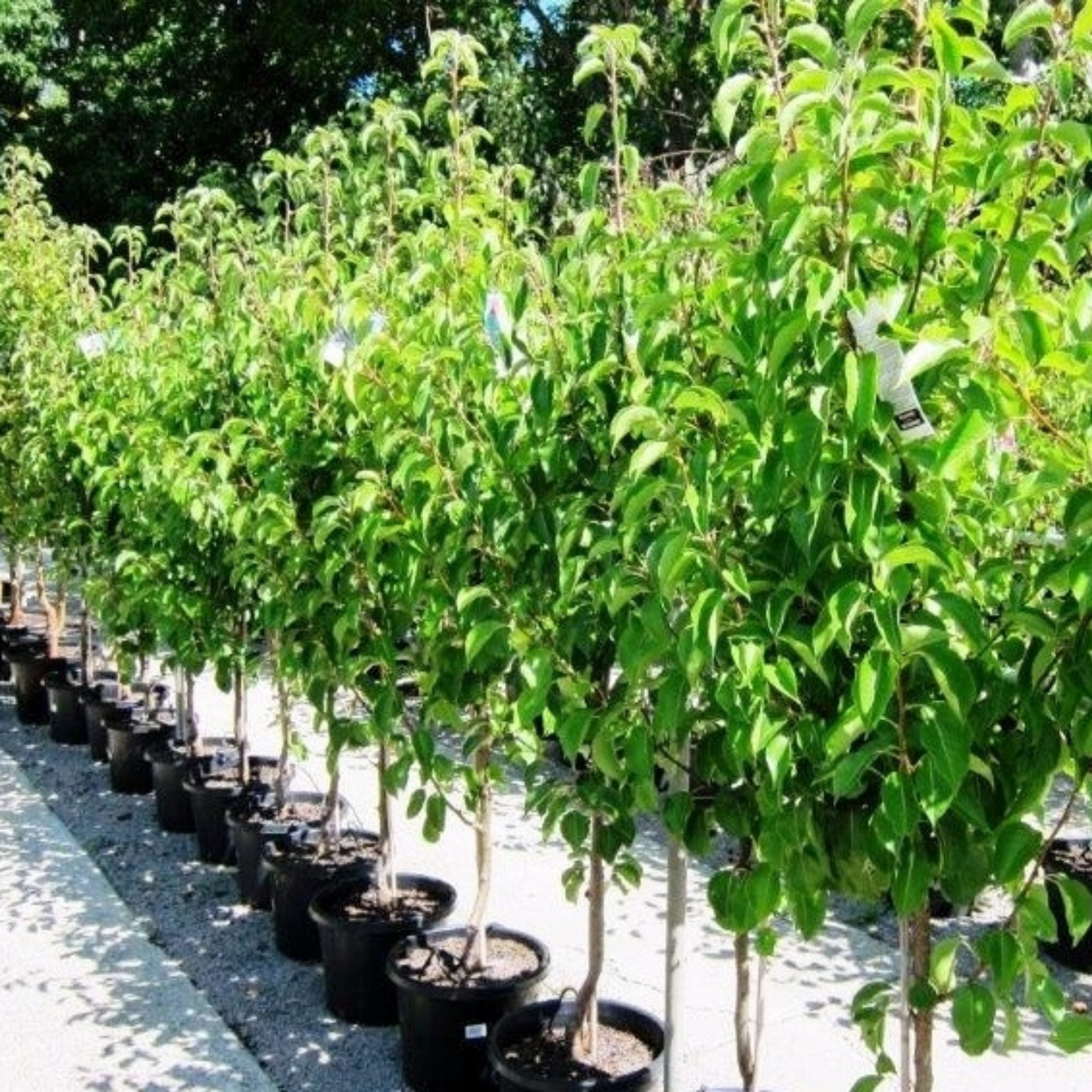 Ornamental Callery Pear Chanticleer - Pyrus calleryana Chanticleer