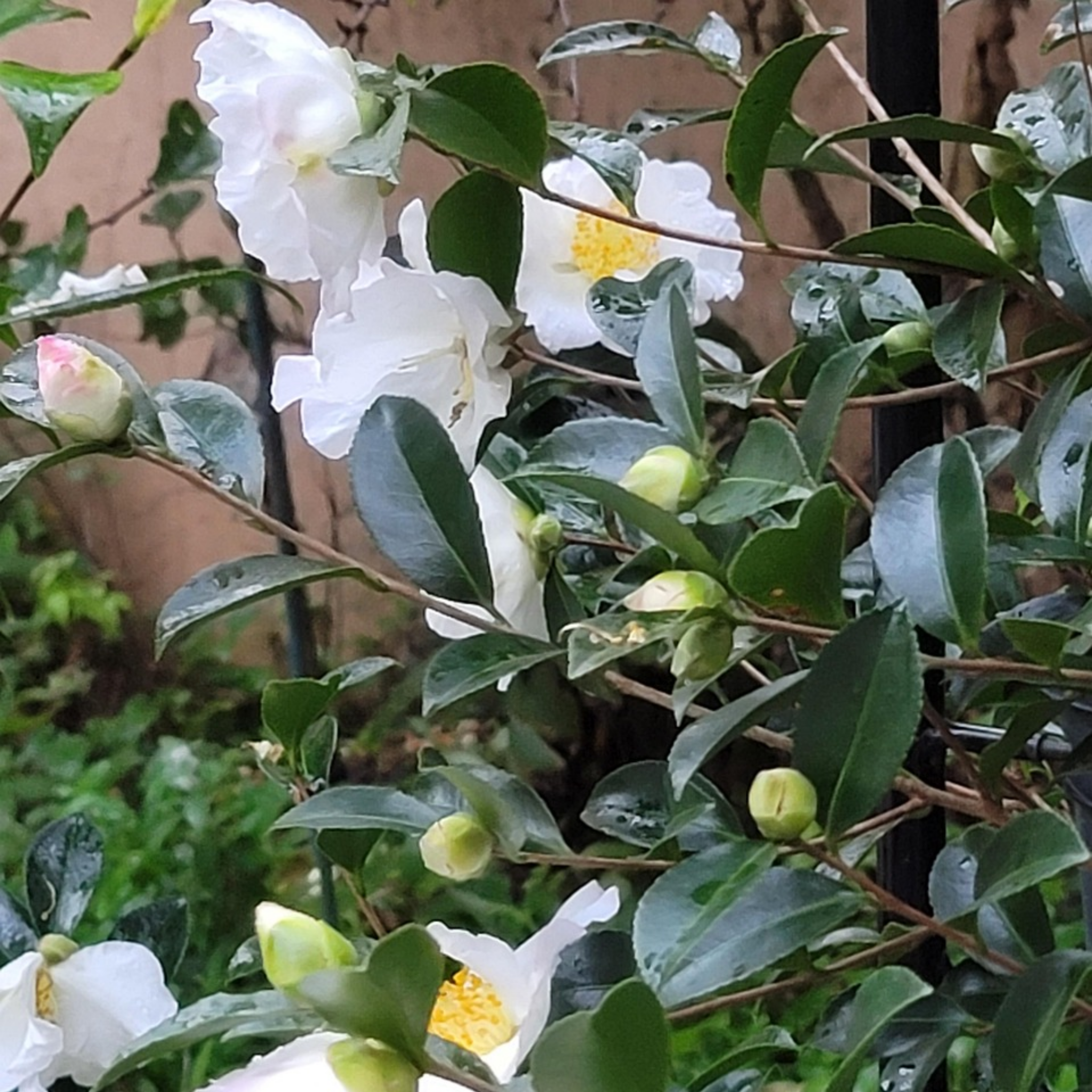Camellia Compact Paradise White - Camellia sasanqua 'Paradise Petite White'