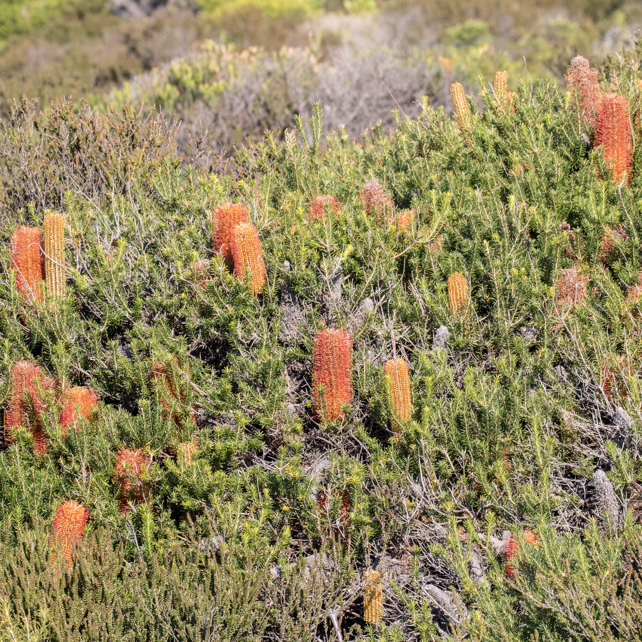Spiky orange flowers on a green bush with a blurred natural background
