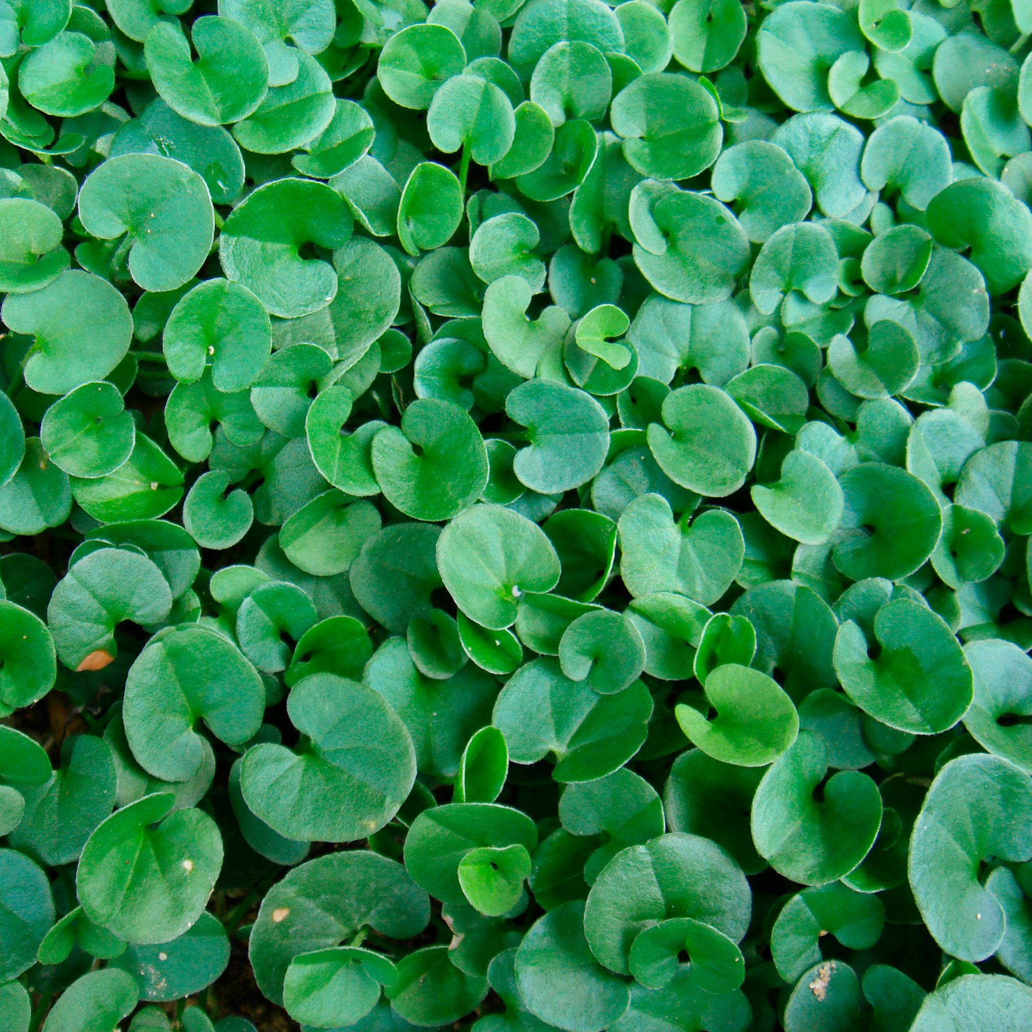 Kidney Grass/Weed - Dichondra repens