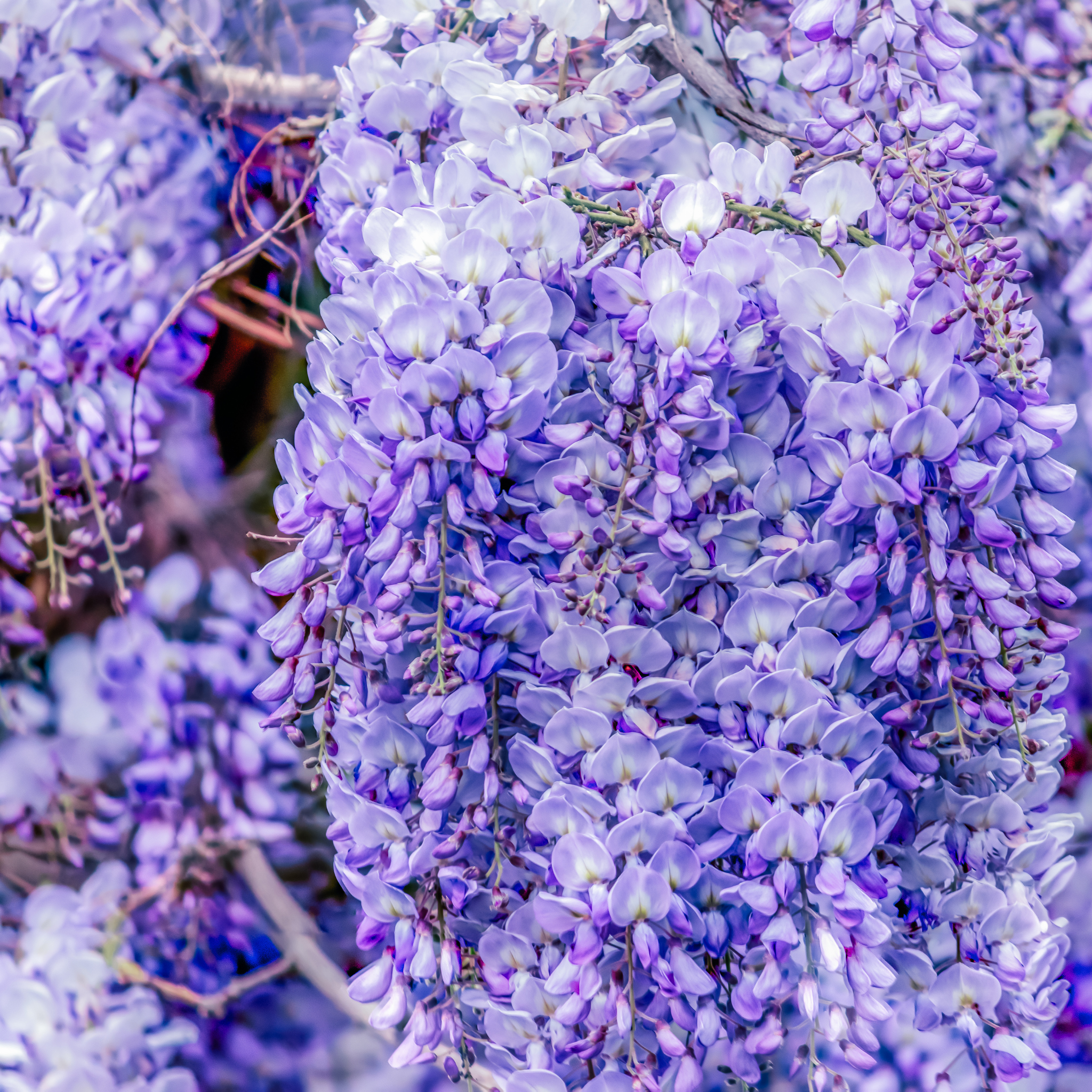 Blue Chinese Wisteria - Wisteria sinensis